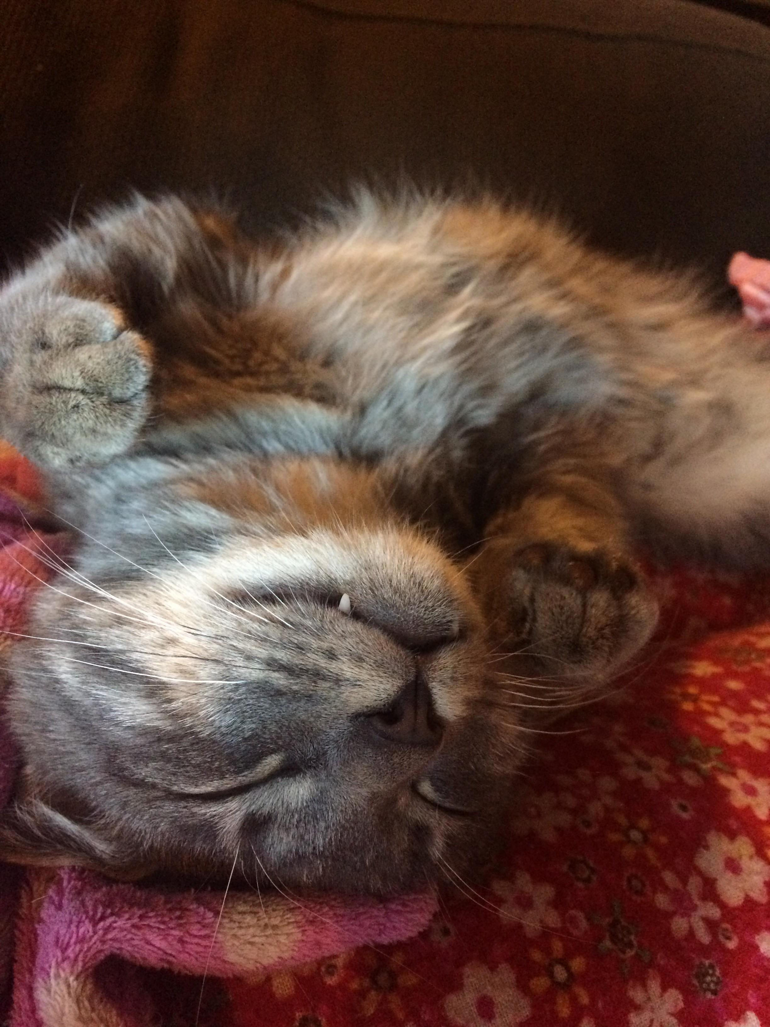 Sometimes I Wonder Does Findus Enjoy Living with Me and Then I Have Moments Like These Where I Think Hes Made Himself Pretty Darn Comfortable Around Here. Also Just Look at Those Little Fangs