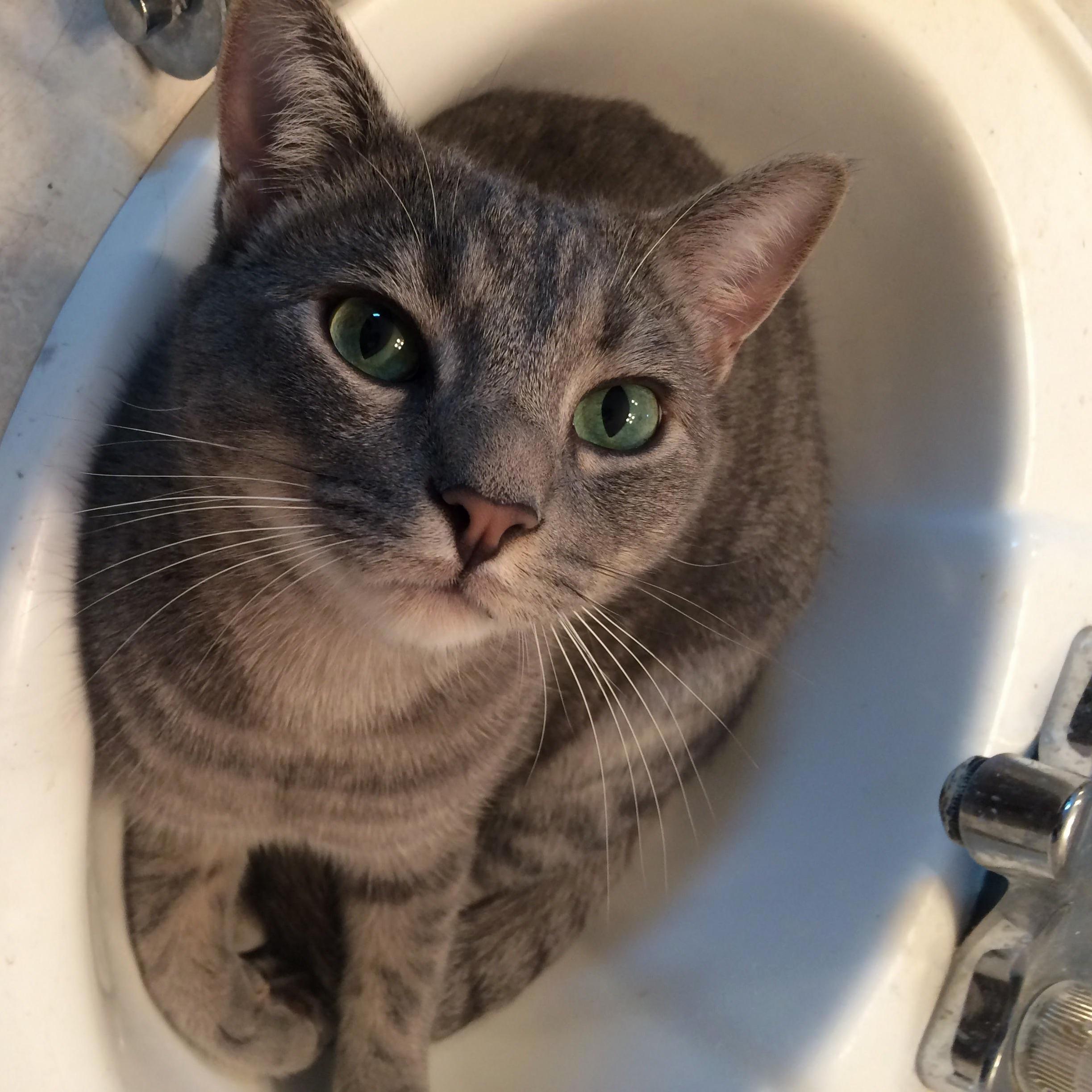 Spencer Likes to Crawl in the Sink and Watch Me While Im Getting Ready in the Morning.