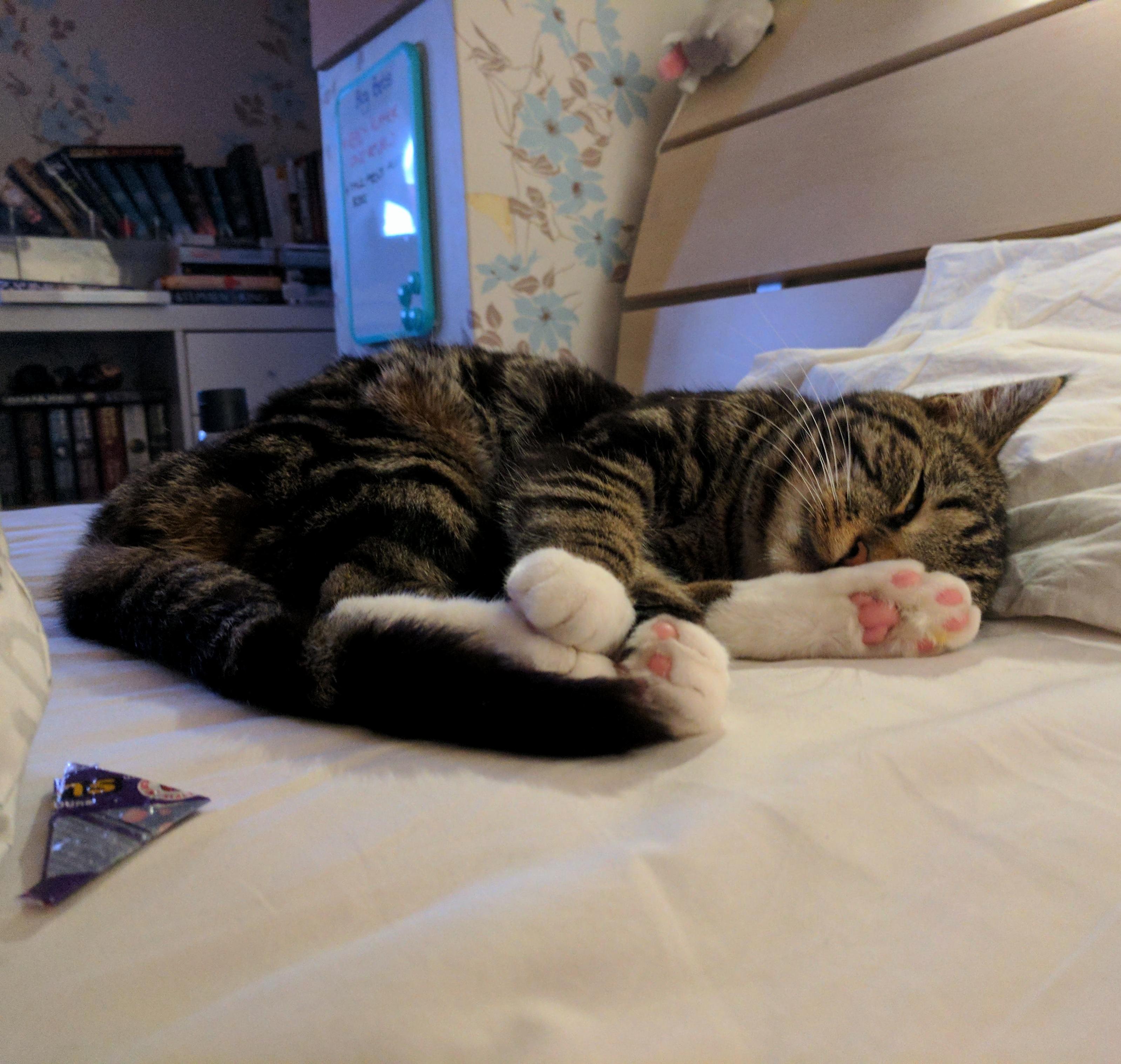 Stannis Taking a Nap After a Busy Day Ruling Over His Kingdom.