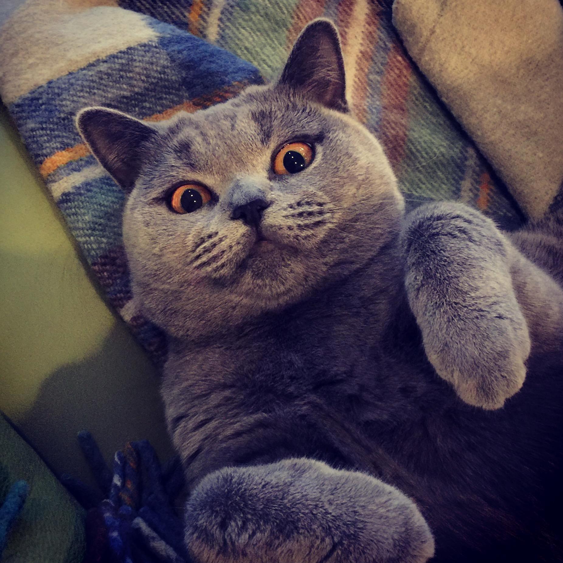 Stella.
