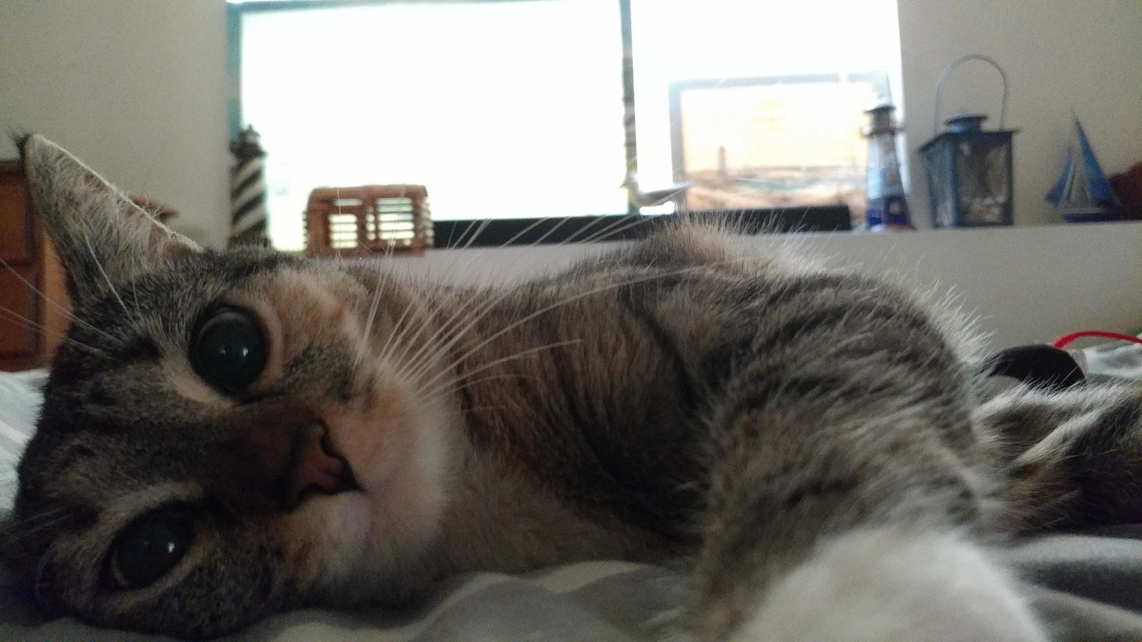 Sweet 1 Yr Old. Female Calico Tabby -- Fay