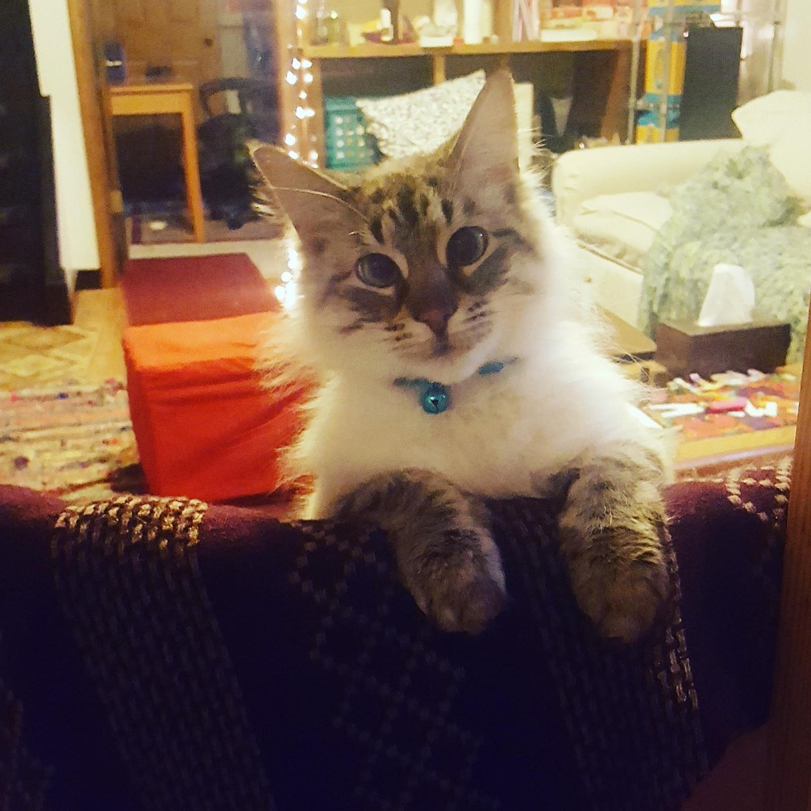 Sweet Willow