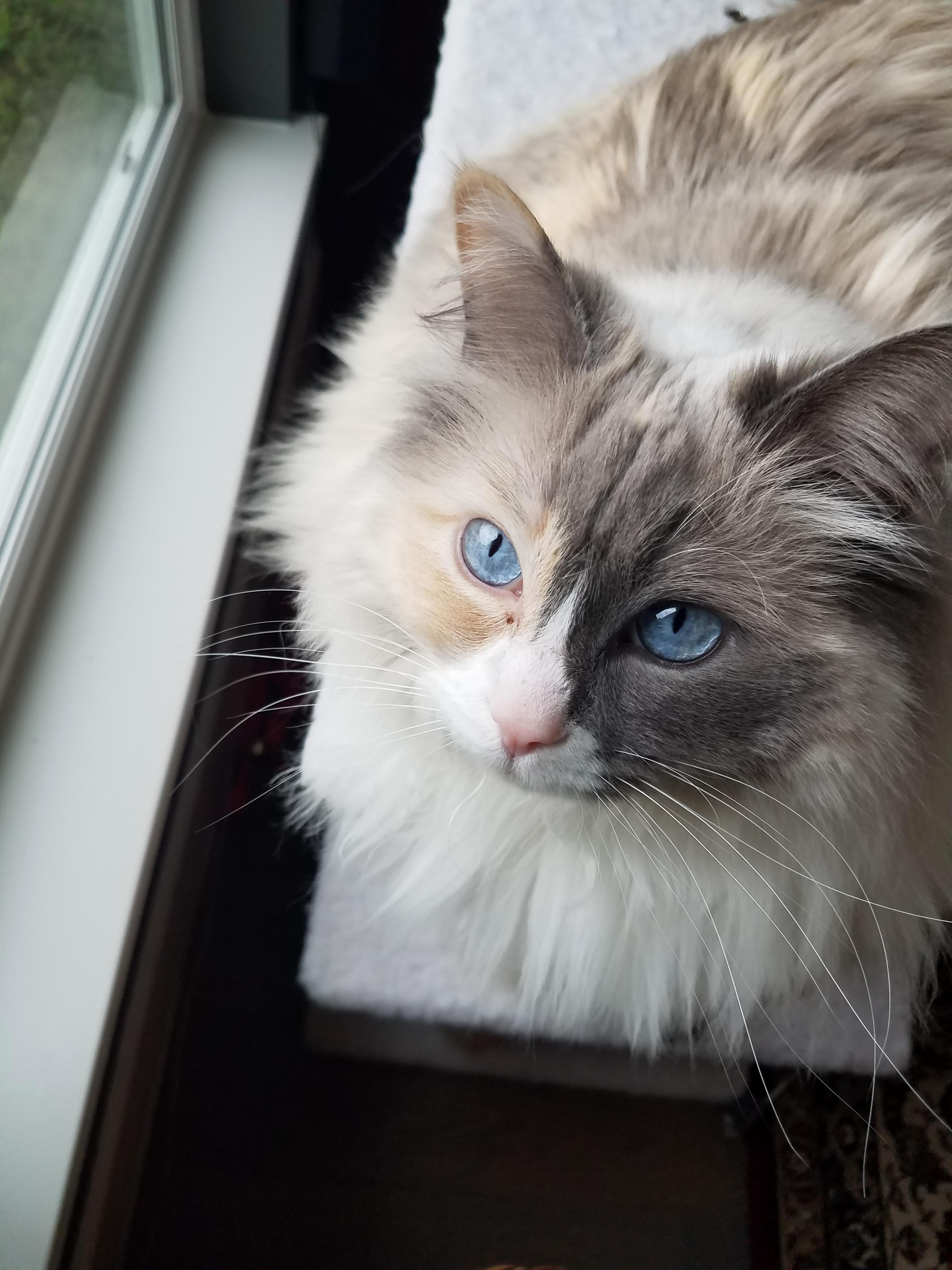 Tell Me How Much Is That Birdy in the Window Caught Her Birdwatching.