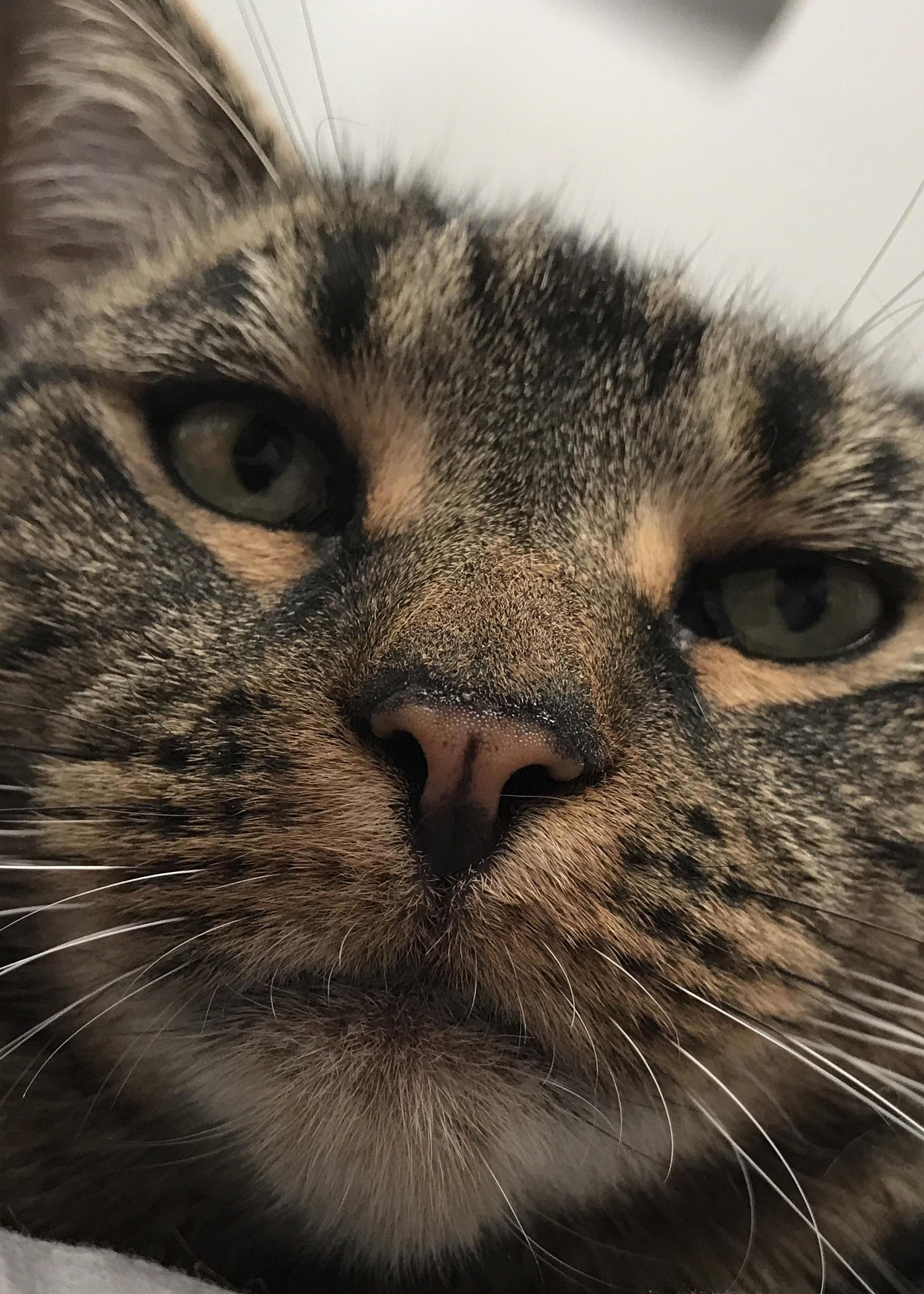 That Feed Me Face