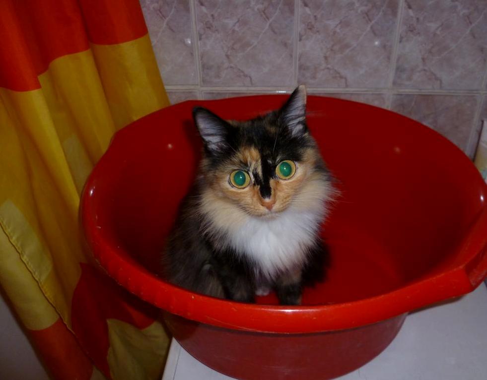 The Cat Loves the Basins.