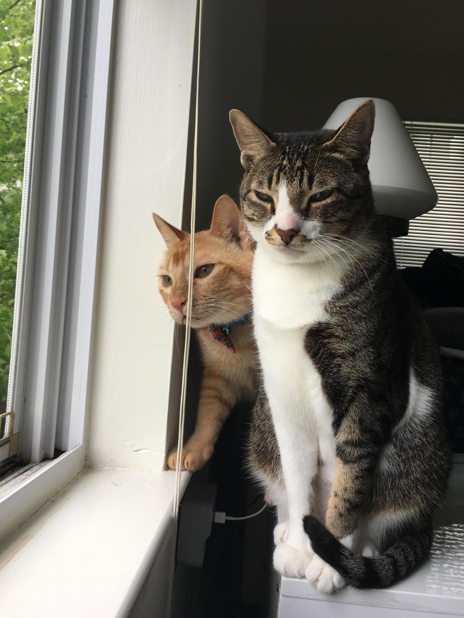 The Jerks Behind Me Innit