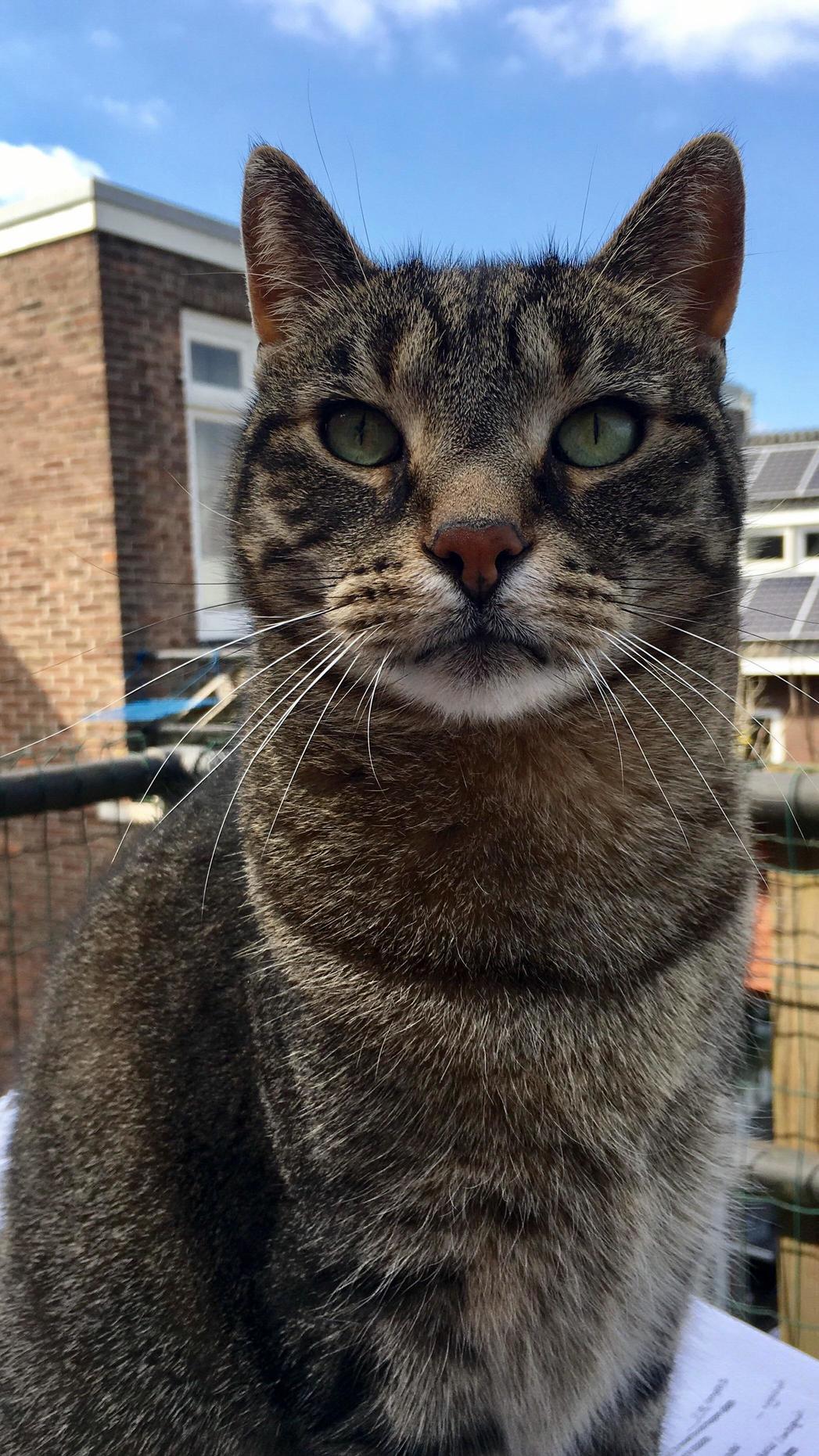 The King of Our Balcony. All Hail Ronnie.
