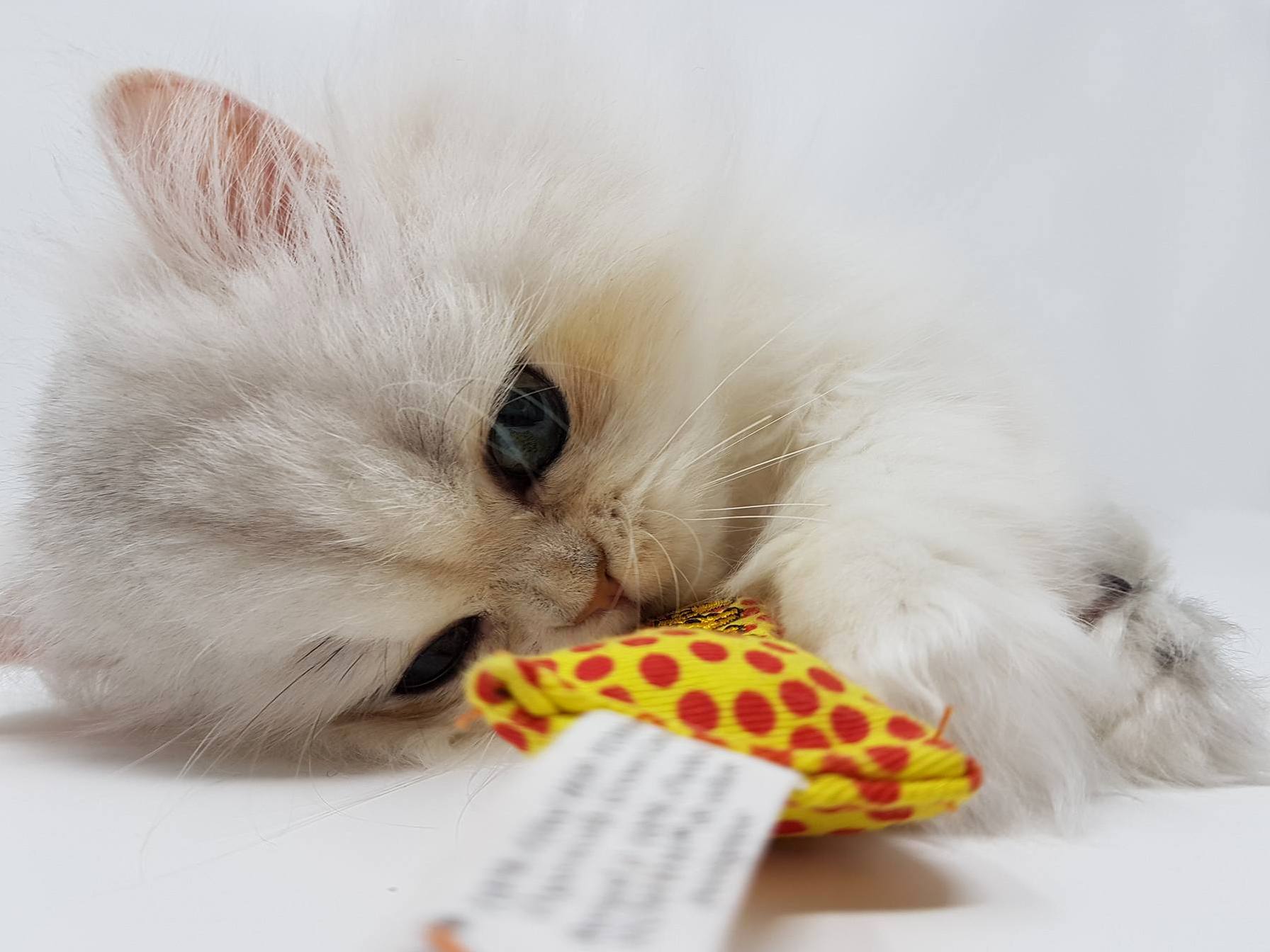 The Latest Addition to the Family. ID Like to Introduce You to Snugglepuff