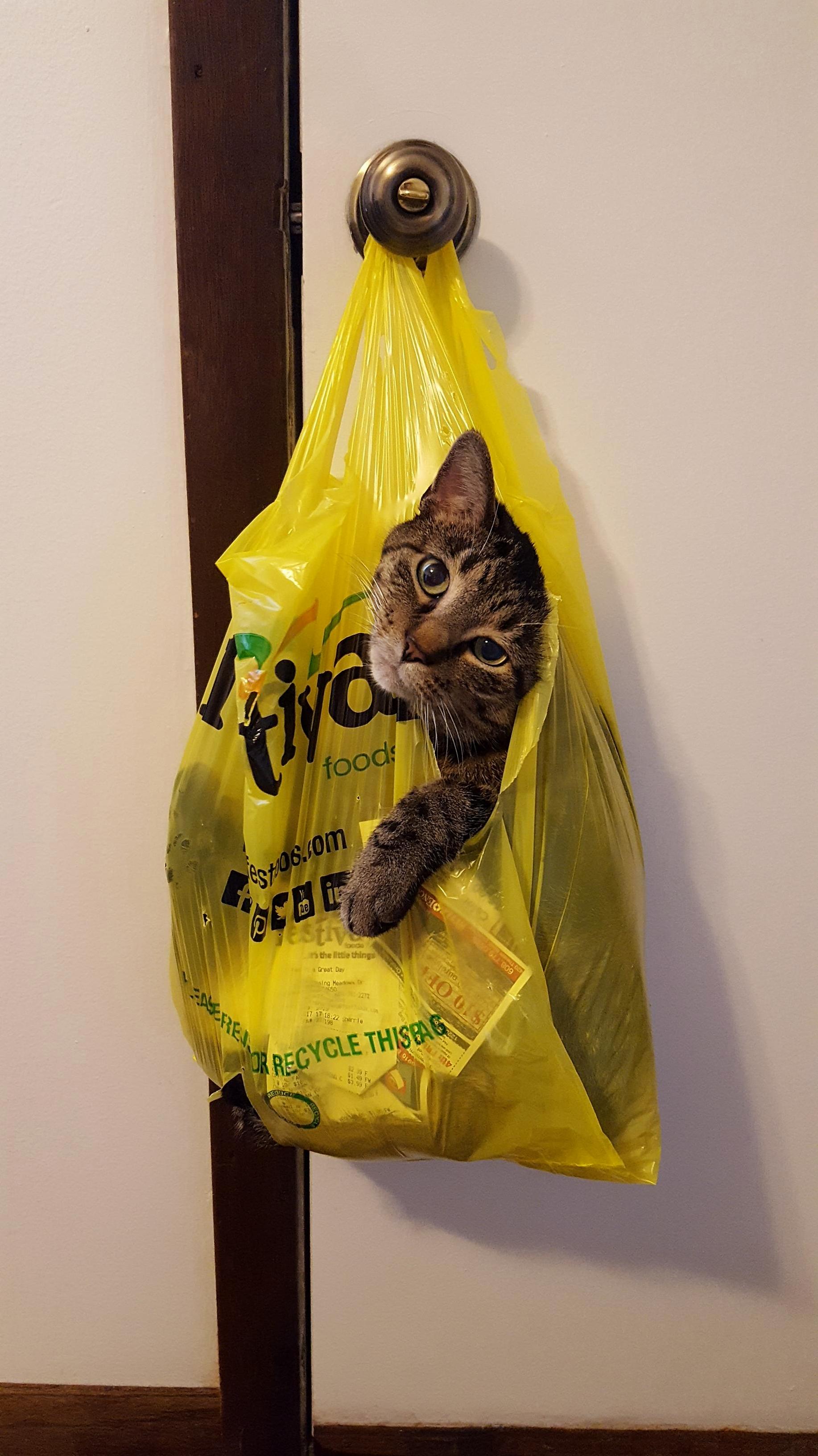 The Local Grocery Store Had a Sale on Cats.