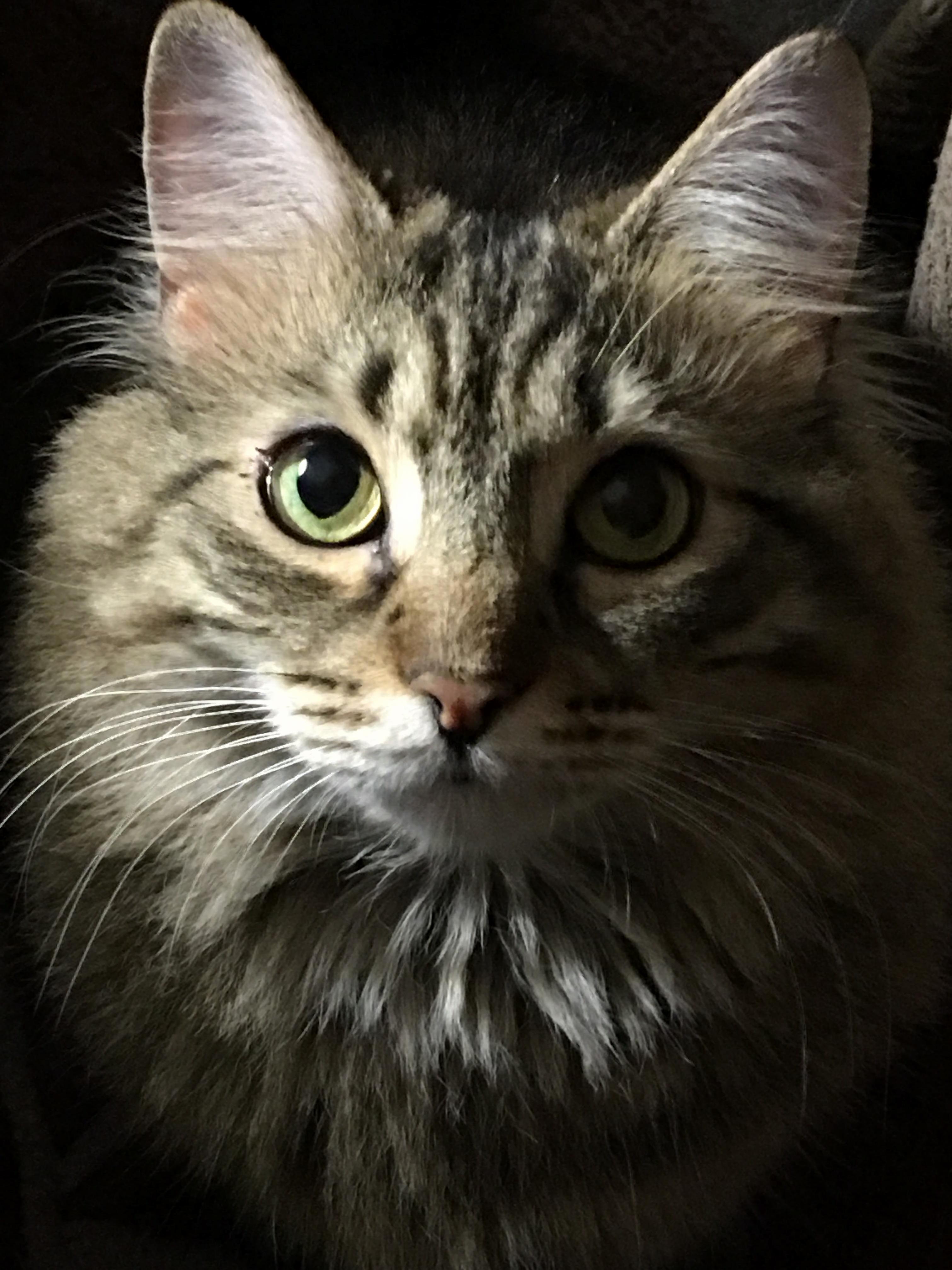 The Majestic Miss Terd Knuckles