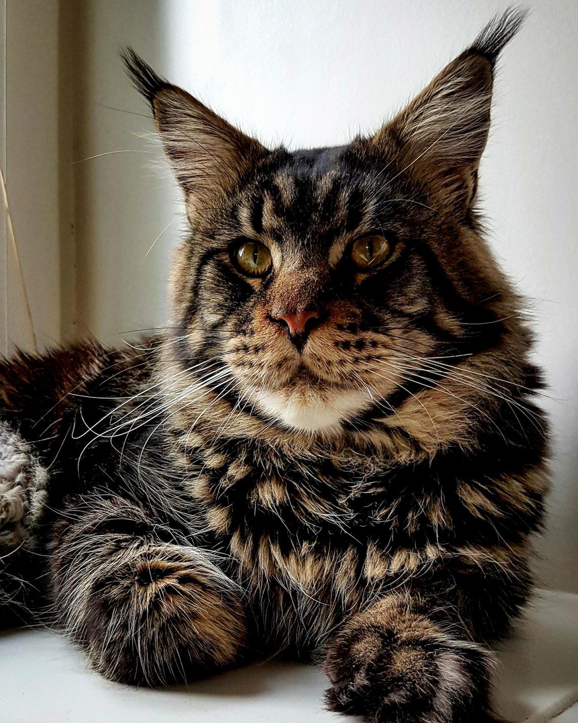 The Man That Runs the House