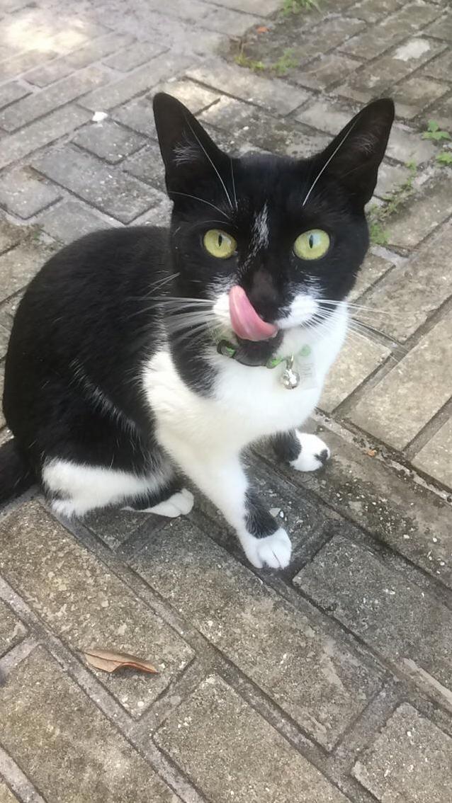 The Neighbor Girl Cali Stopping by for Some Catnip.