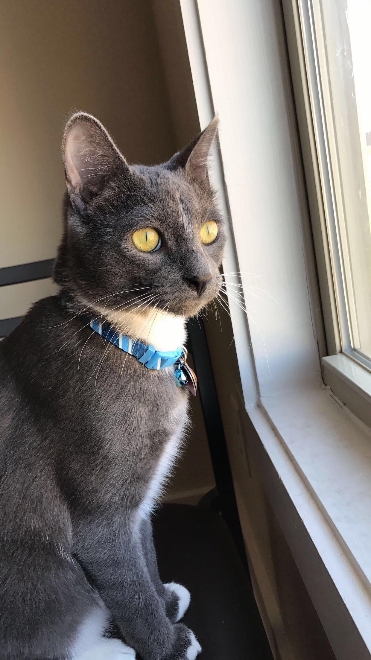 The Other Day This Little Guy Ran Away Because of a Careless Act of One of My Roommates but Luckily He Came Back Home Excited to See Me