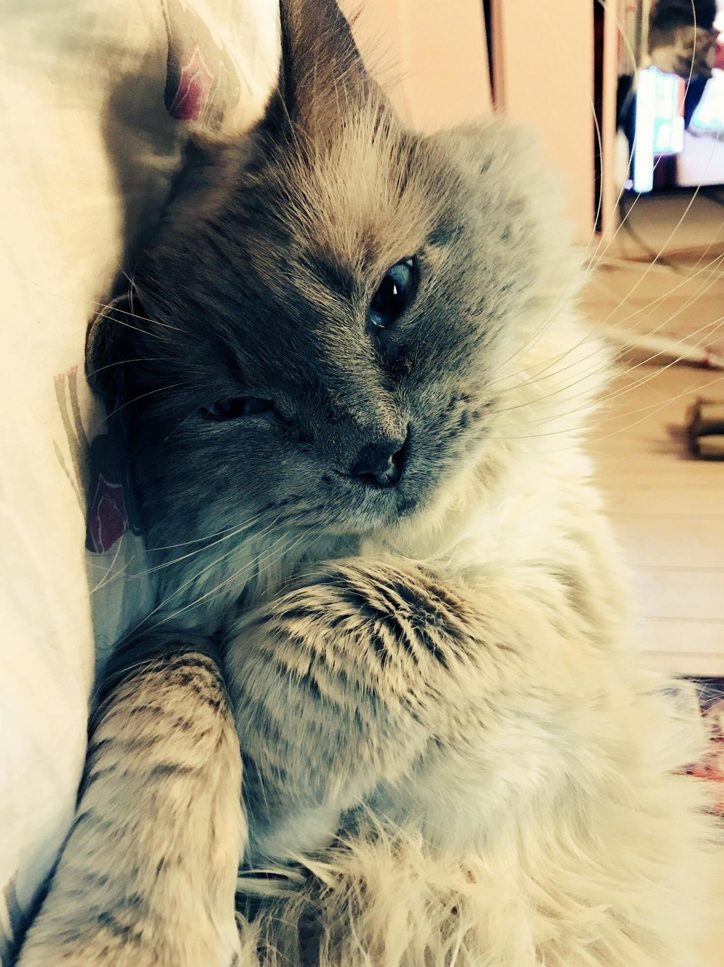The Purest Creature
