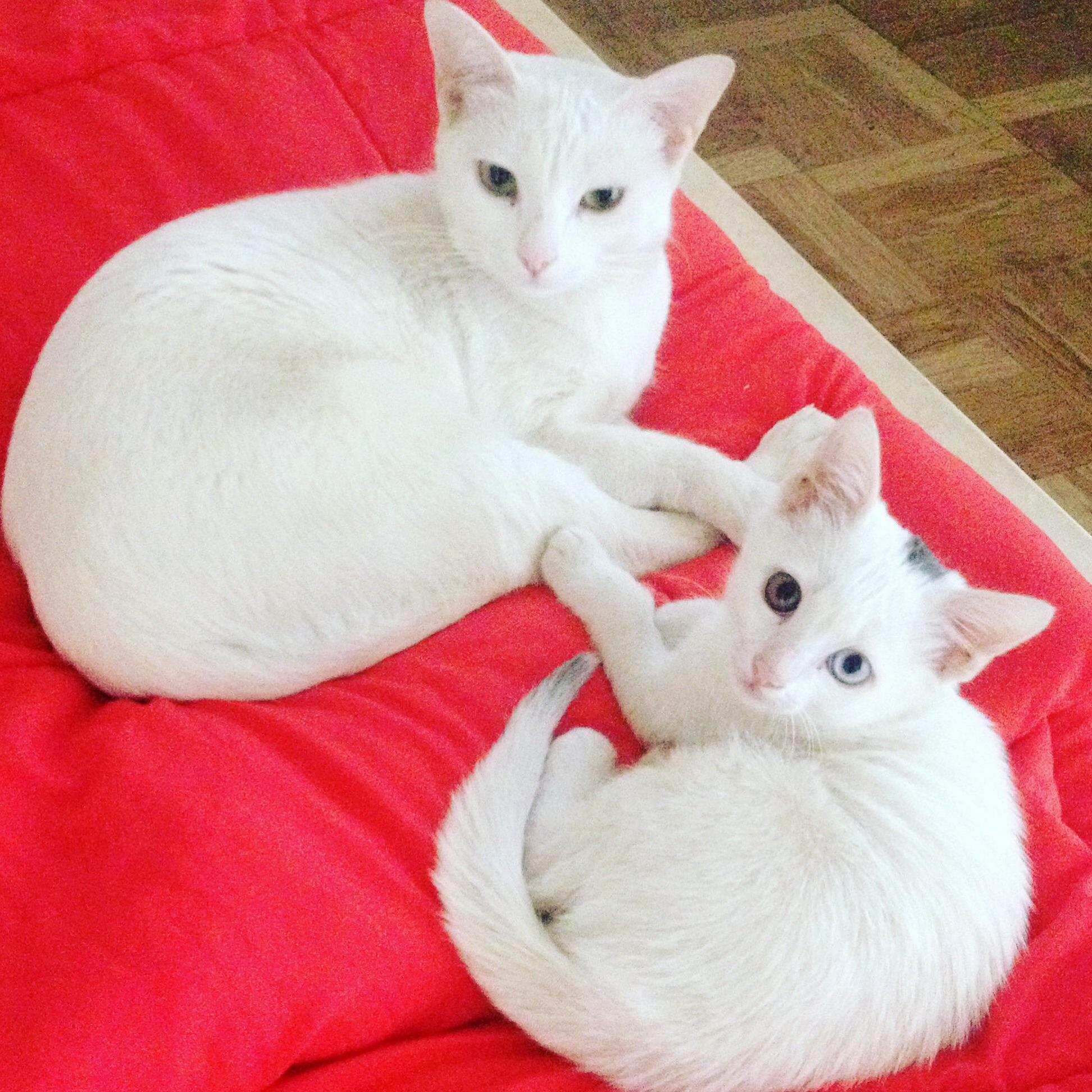 The White Buddies