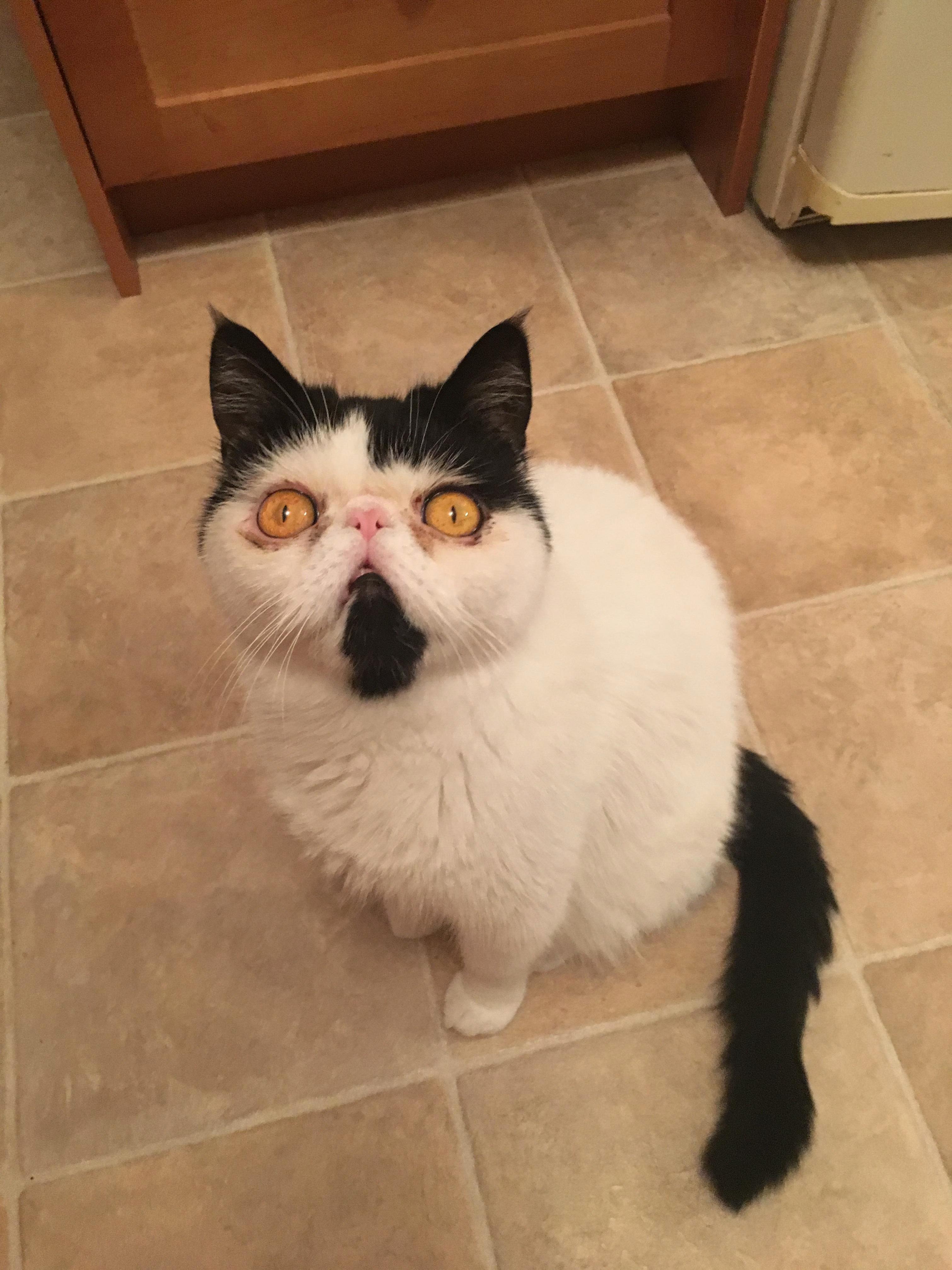 There Is a Fly on the Ceiling and I Will Get It