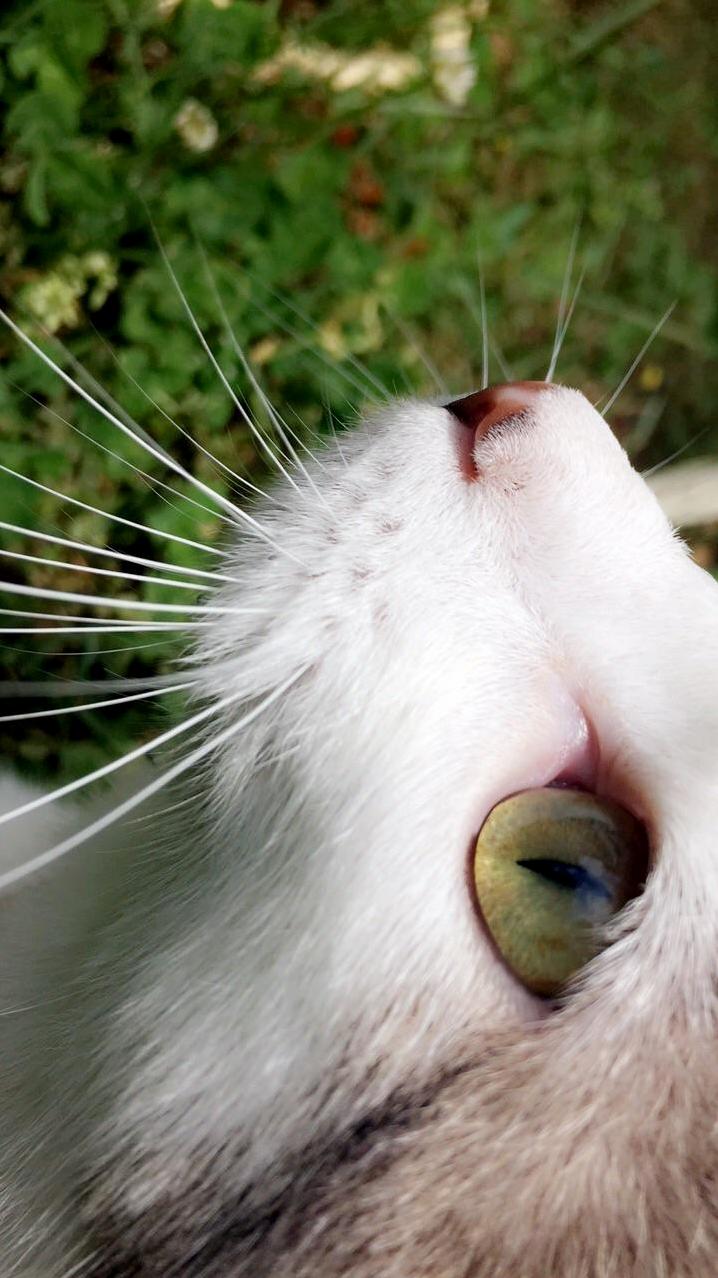 Theres Just Something About Cats Eyes That Amaze Me