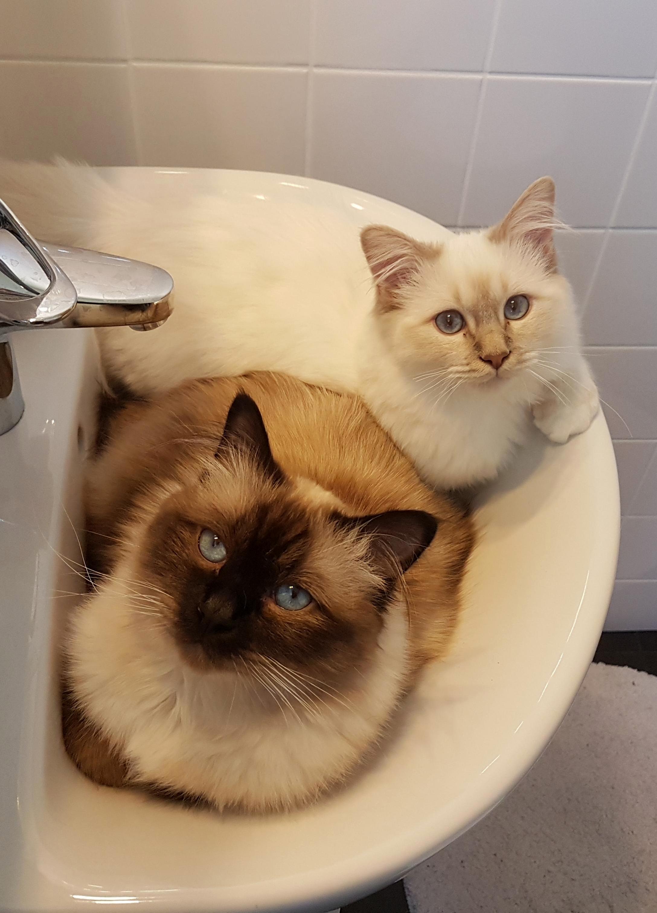 These Two Brothers Love to Sleep Next to Eachother