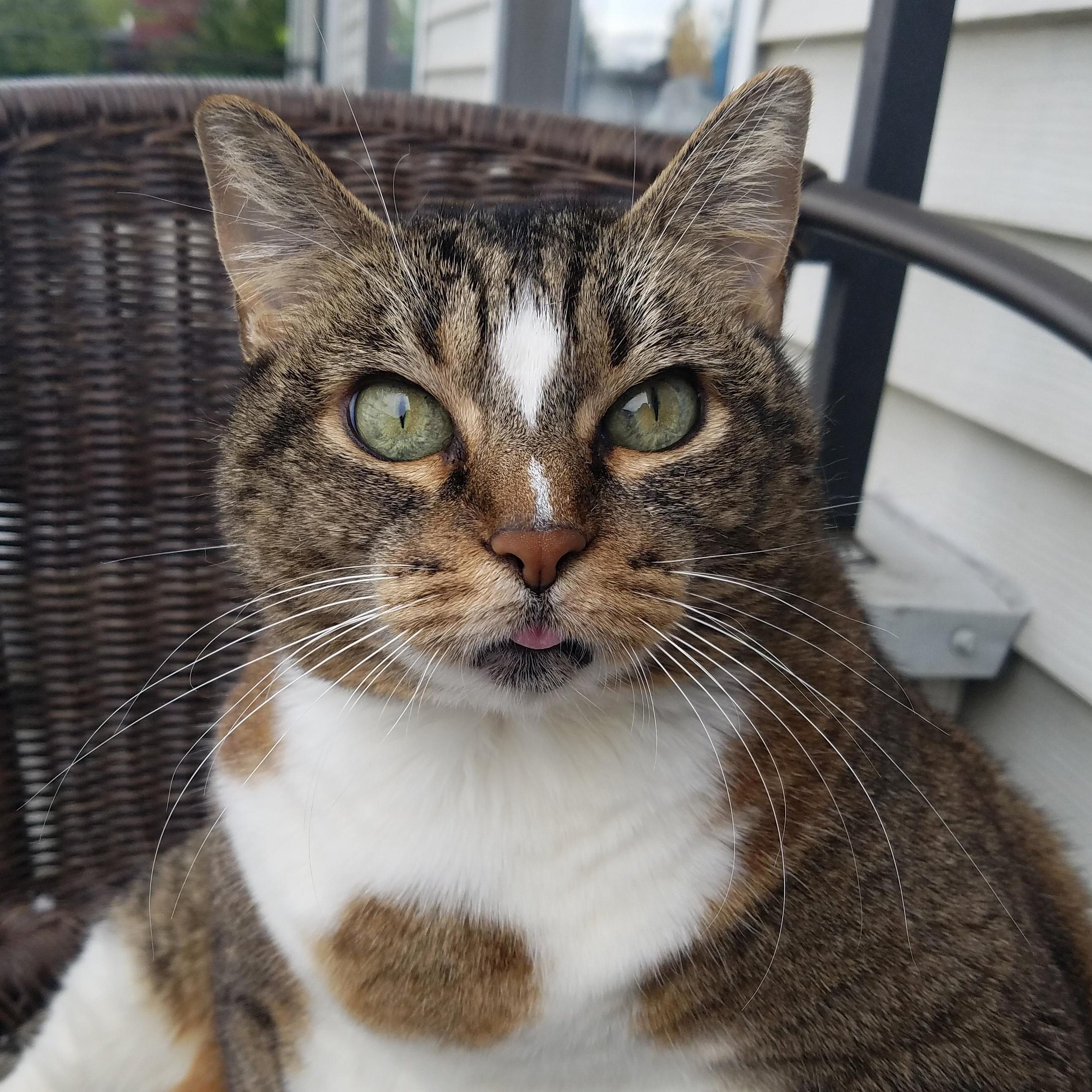 This Chunky Queen Is Outside Enjoying Spring. Loving Her Little Blep Too.