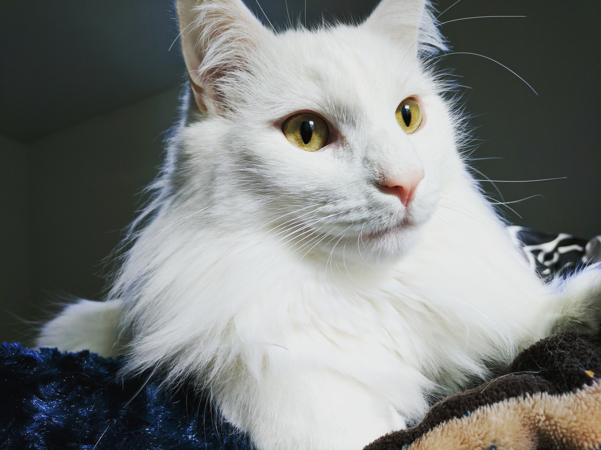 This Handsome Marshmallow Floof