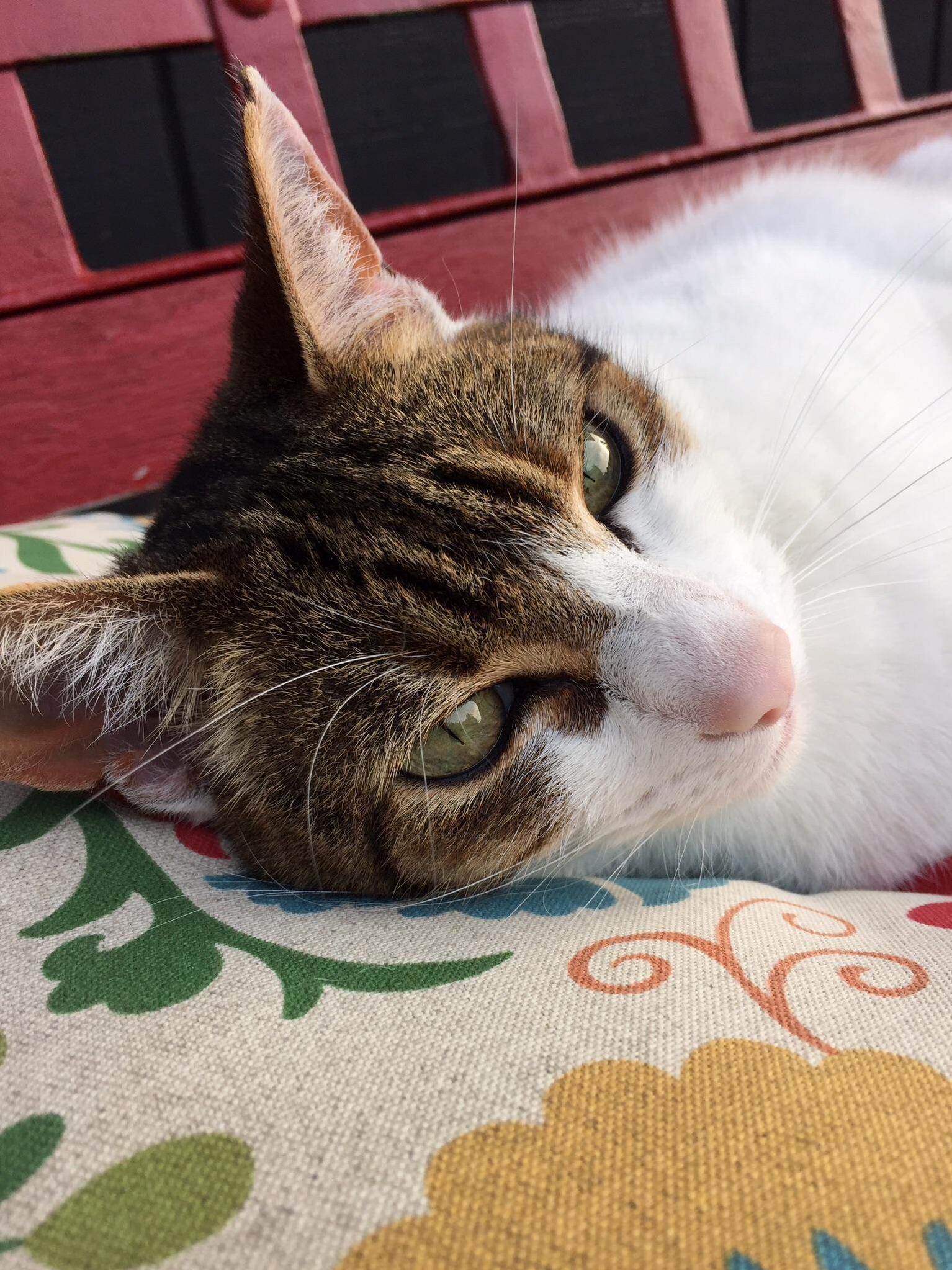This Is Chance. She Has Both Eyes but Shes Missing a Leg. Almost 9 Years Old and Still Feistier Than Ever Here She Is Enjoying Her Supervised Backyard Time.