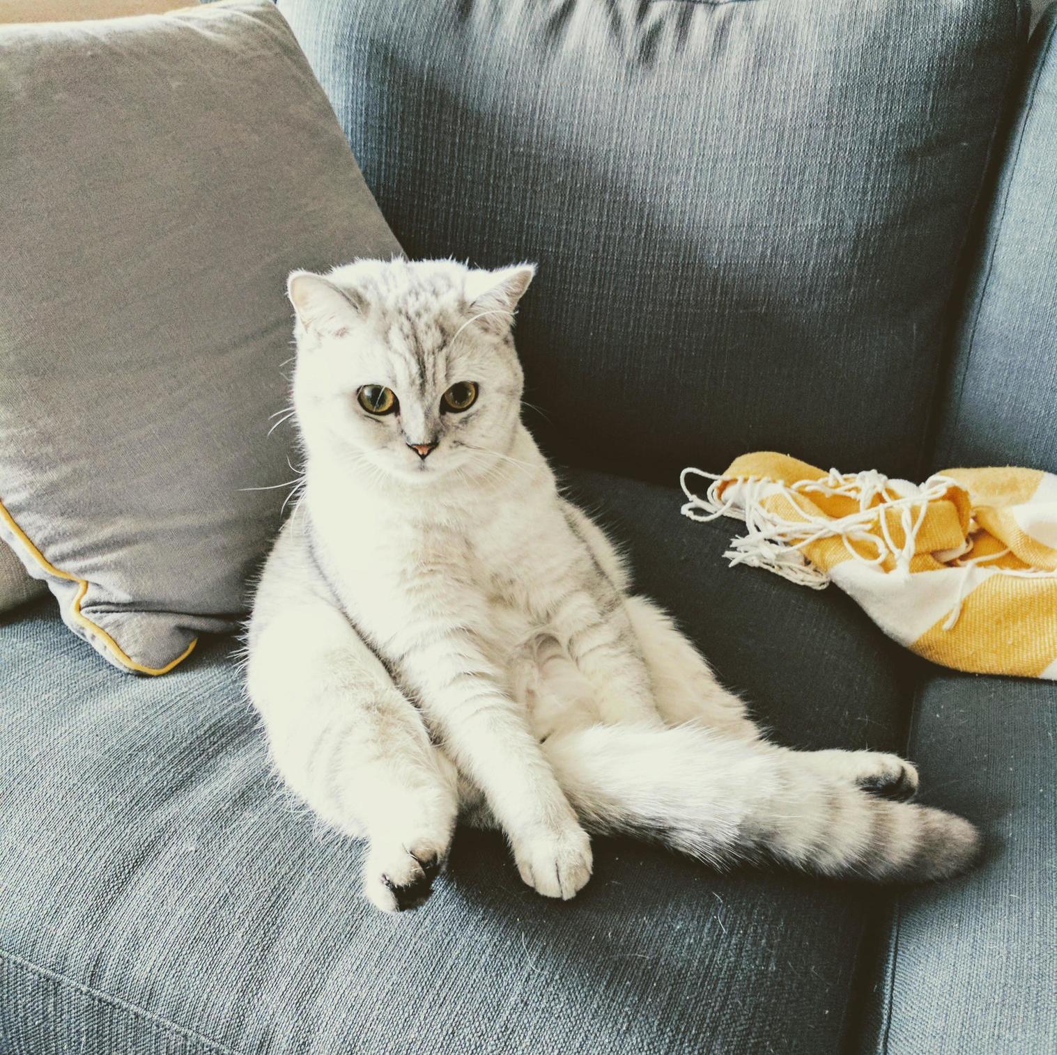 This Is Charles the Fat. Sometimes He Thinks Hes a Human.