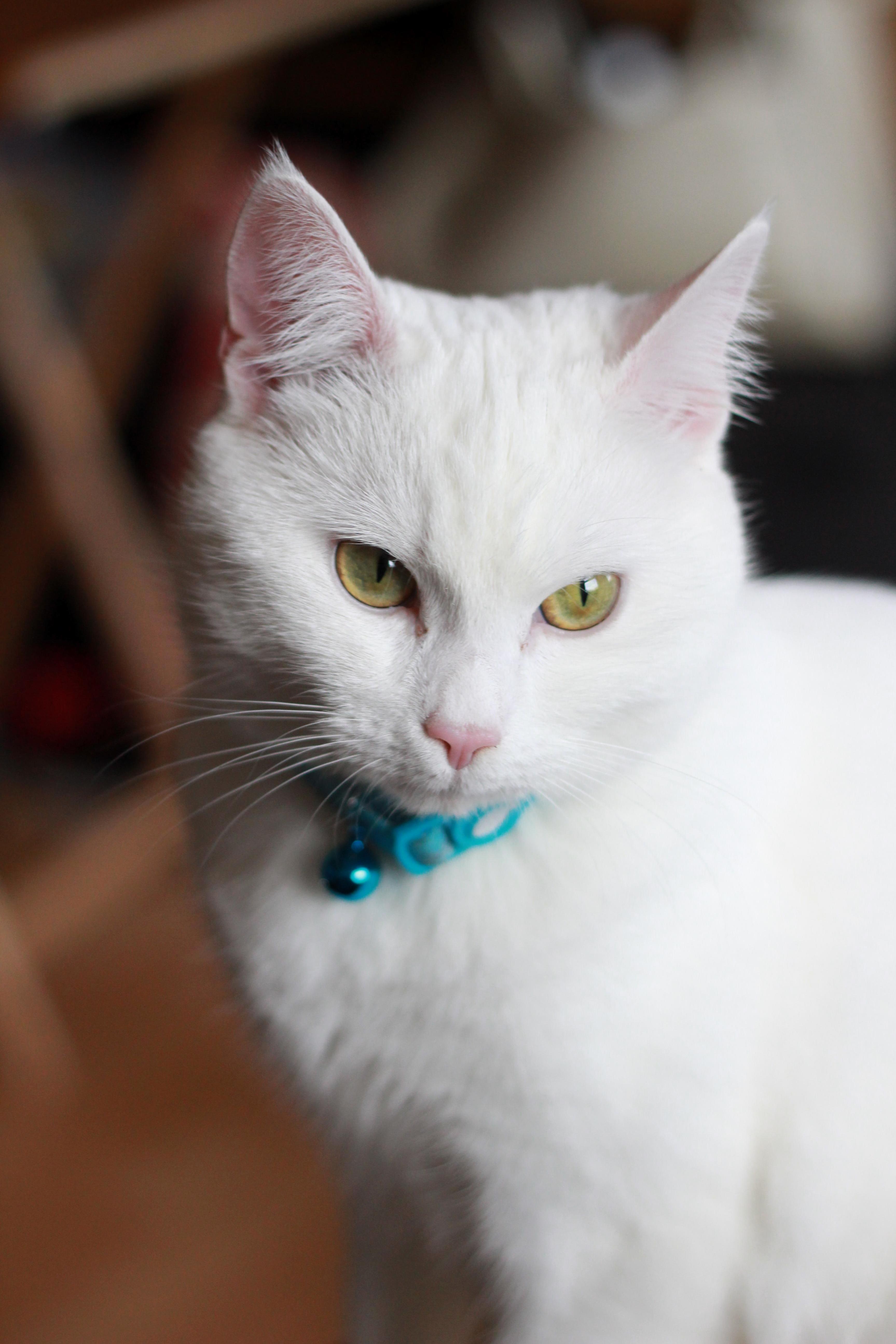 This Is Latrice Royale. Yes She Is Named After a Drag Queen. Yes She Is Sassy Enough.