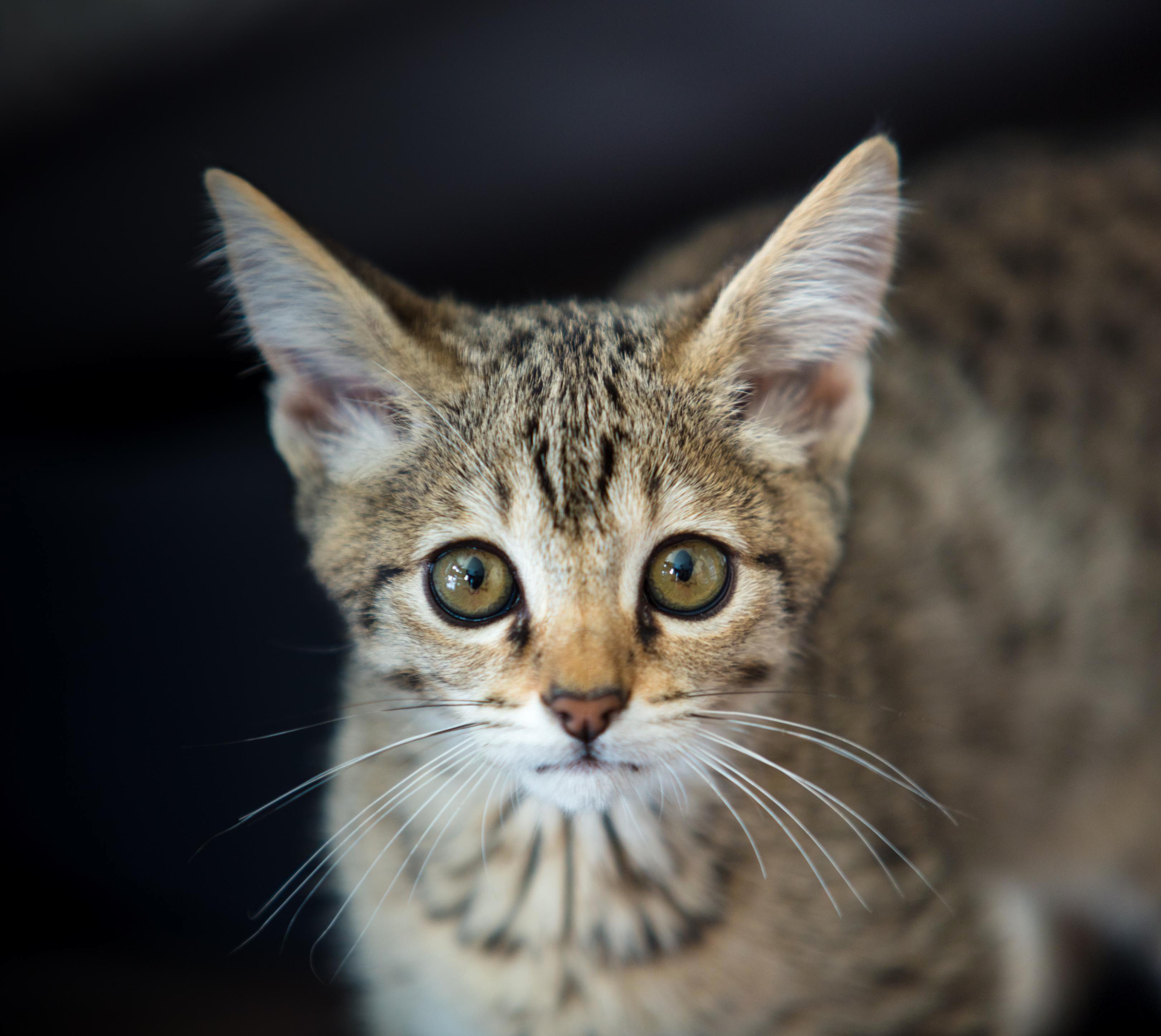 This Is Luna My F3 Savannah Kitten