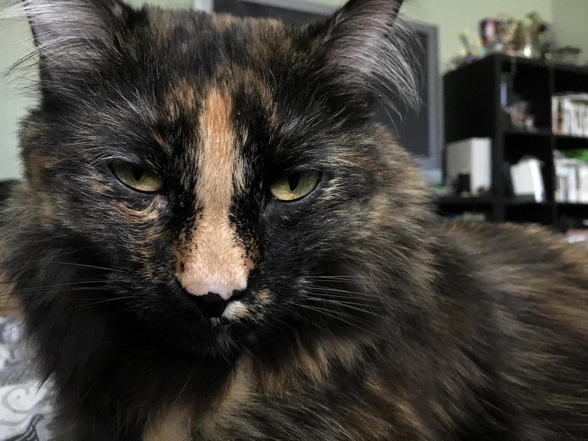 This Is Meow-chan. She Looks Annoyed or Bored... Im Not Sure.
