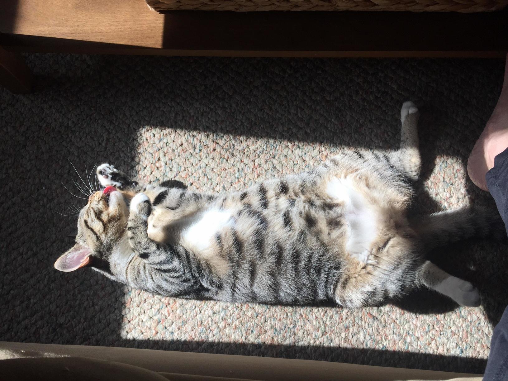 This Is Meow.