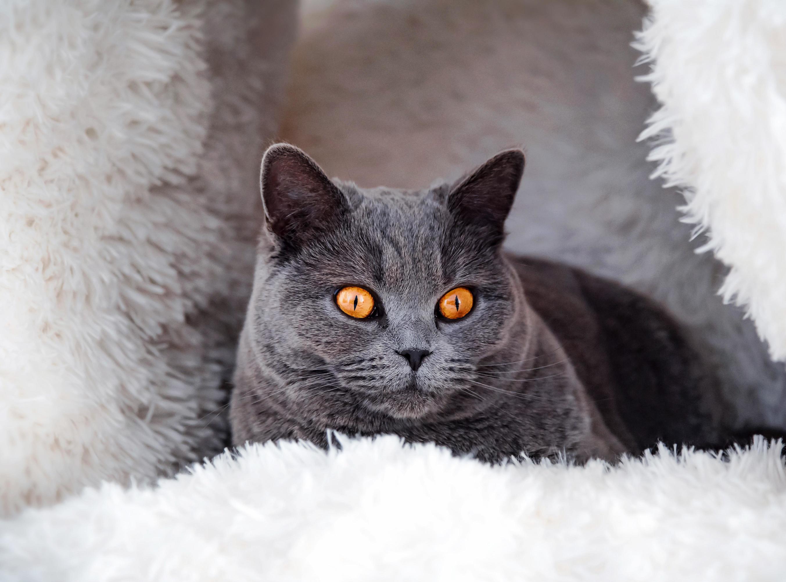 This Is Mici in Her Pillow Fort