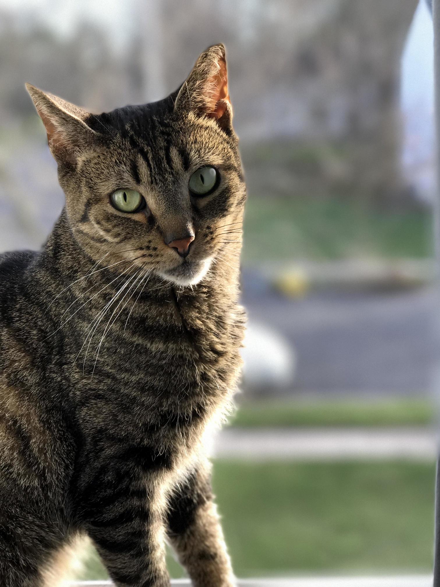 This Is Millie My Little Sweetheart Whos Nickname Mean Millie Sometimes Suits Her
