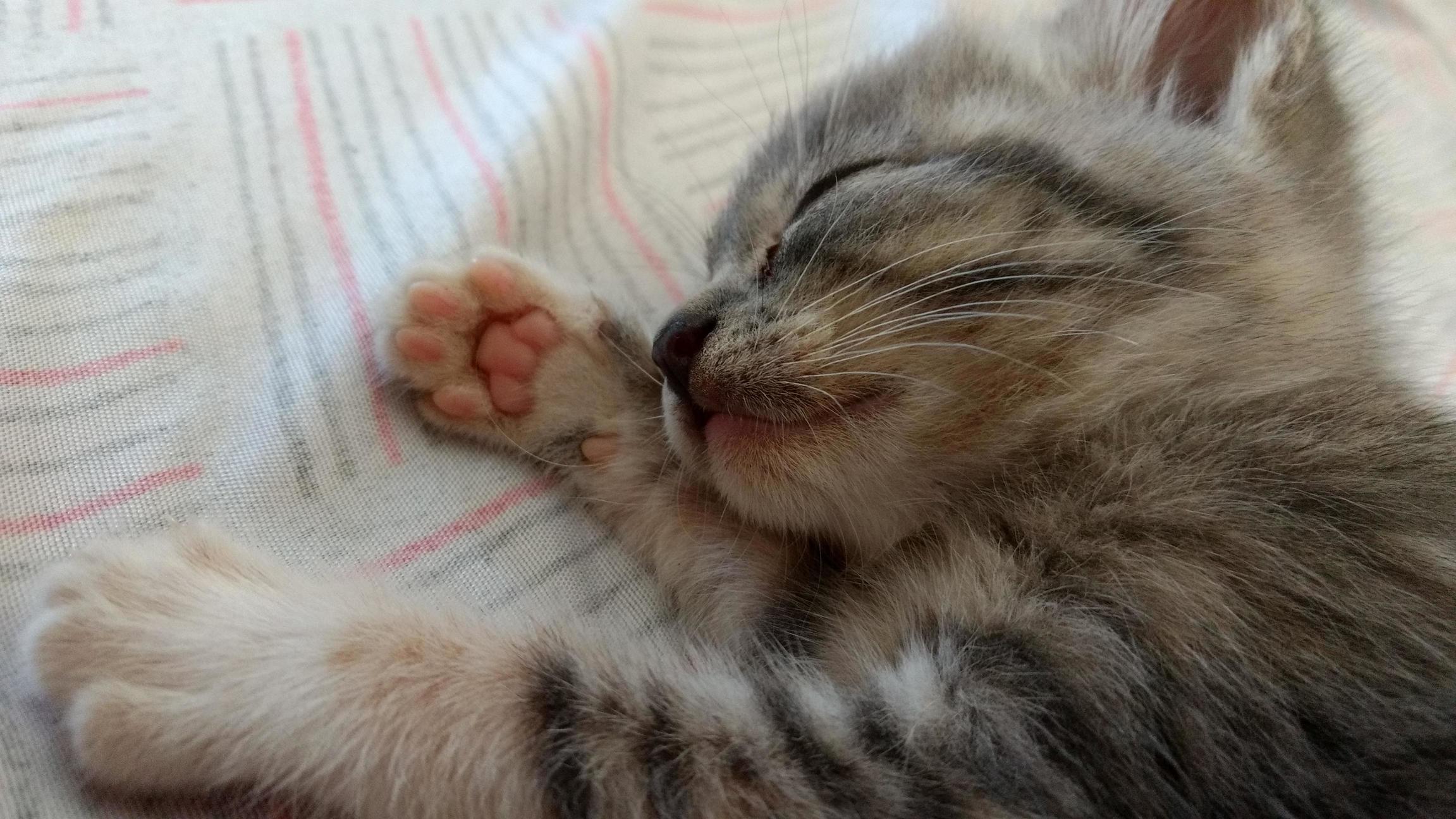 This Is My Baby Girl Having Her First Nap at Her New Place