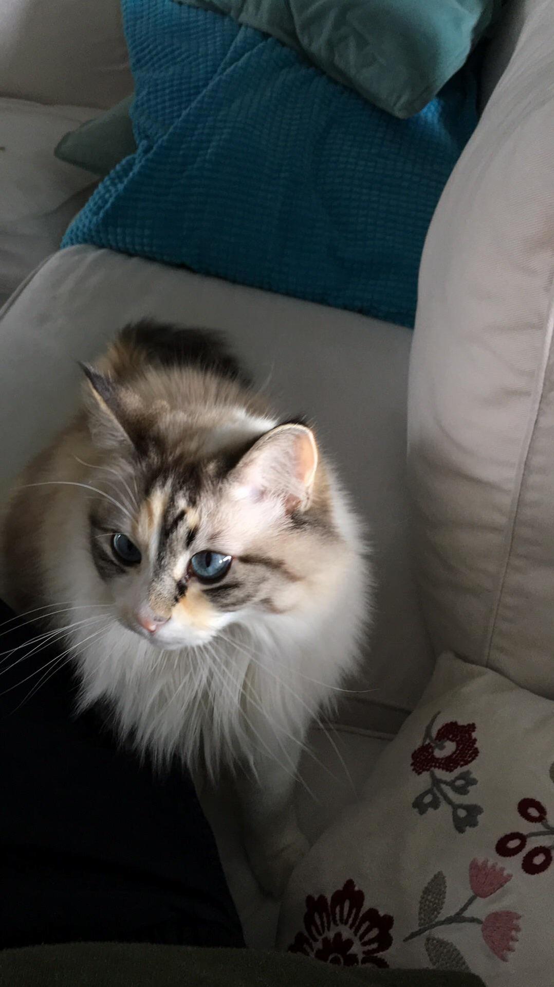 This Is My Cat Snowball Nothing Special Just Wanted to Share