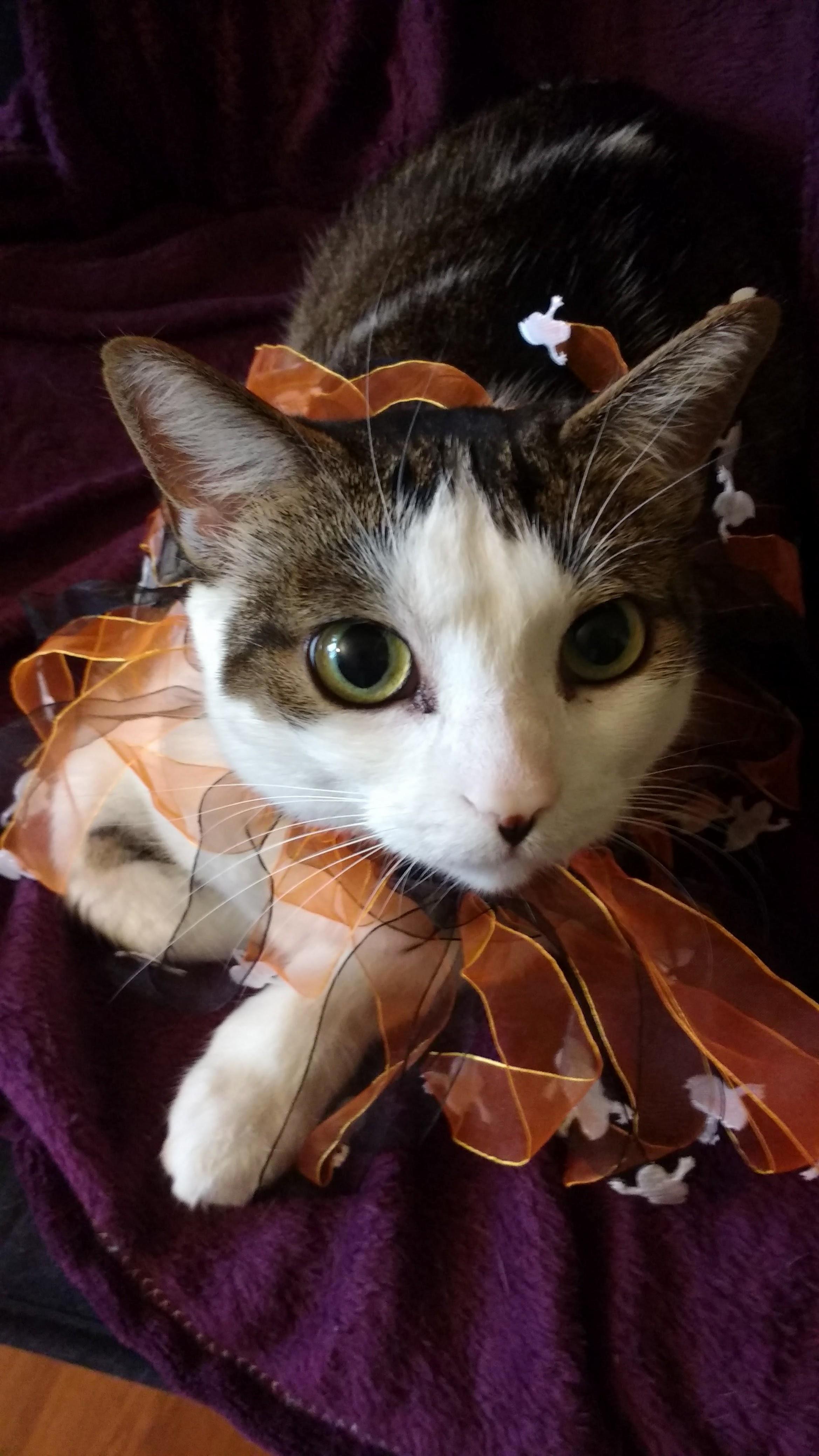 This Is My Fat Girl Chloe in Her Halloween Costume. She Doesnt Have a Mean Bone in Her.