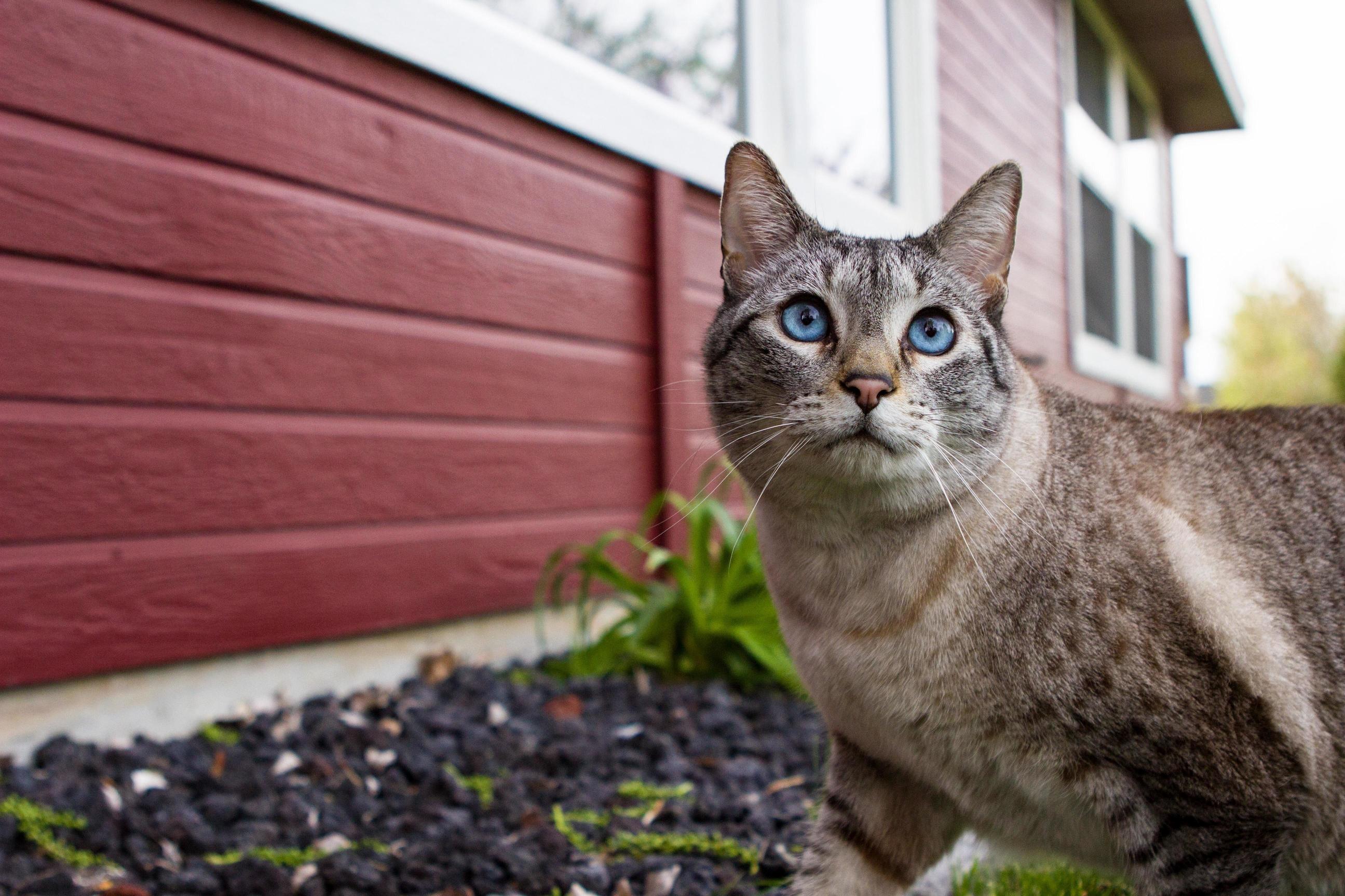This Is My Meower. There Are Many Like Him but This One Is Mine.