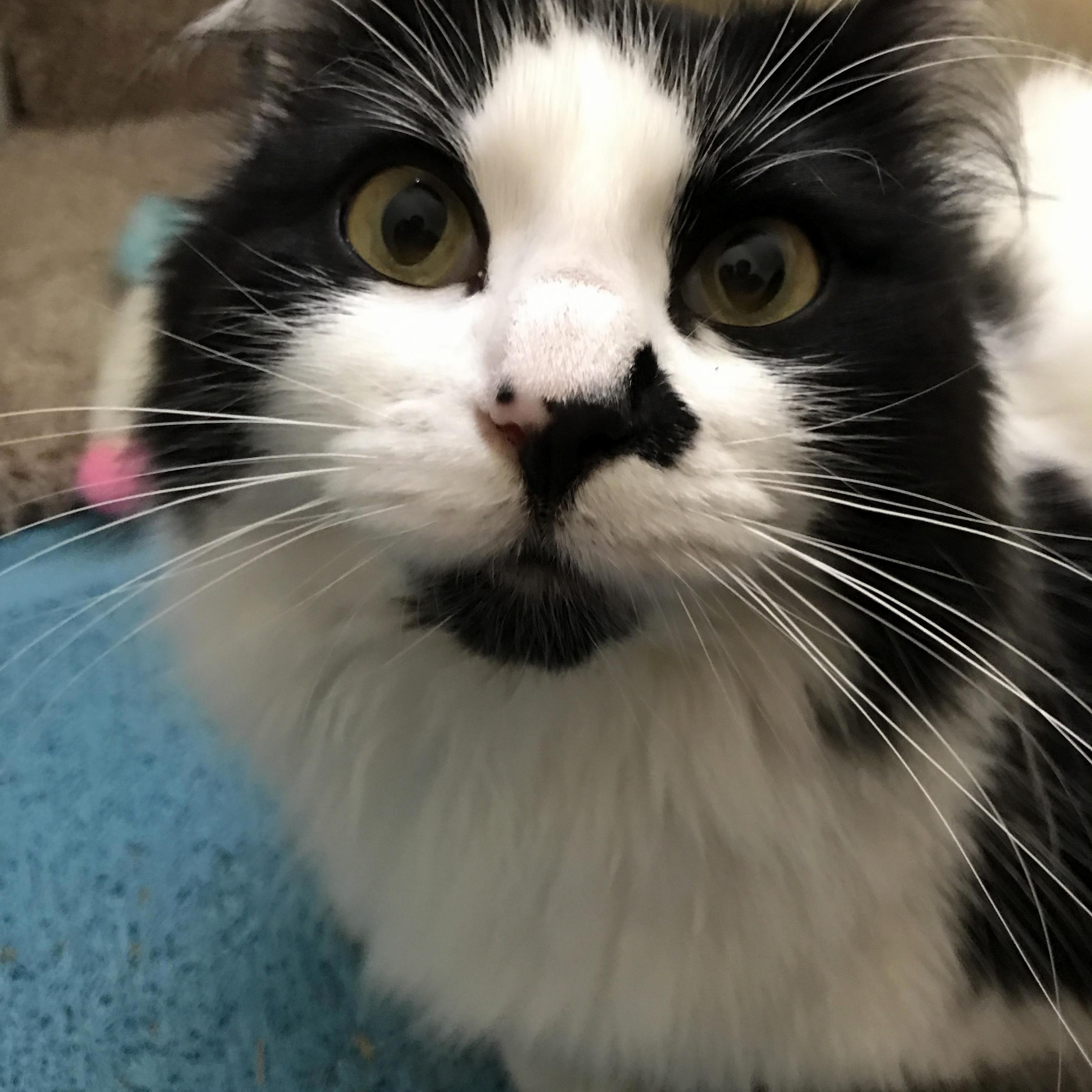 This Is My New Kitty Hermione