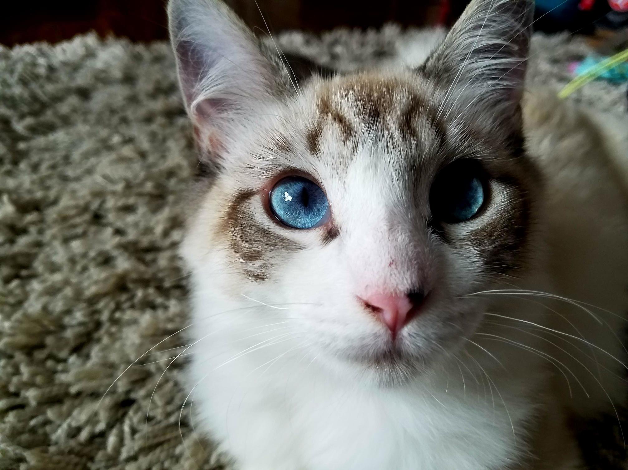 This Is My Rescue Kitty Janet.