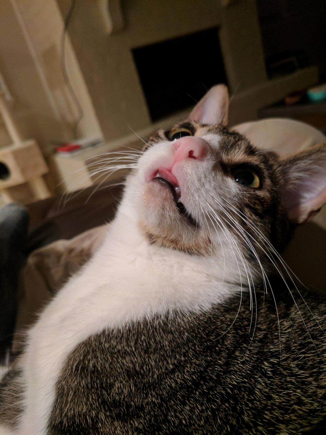 This Is Ollie. His Favorite Pastimes Include Playing Fetch and Make Silly Faces