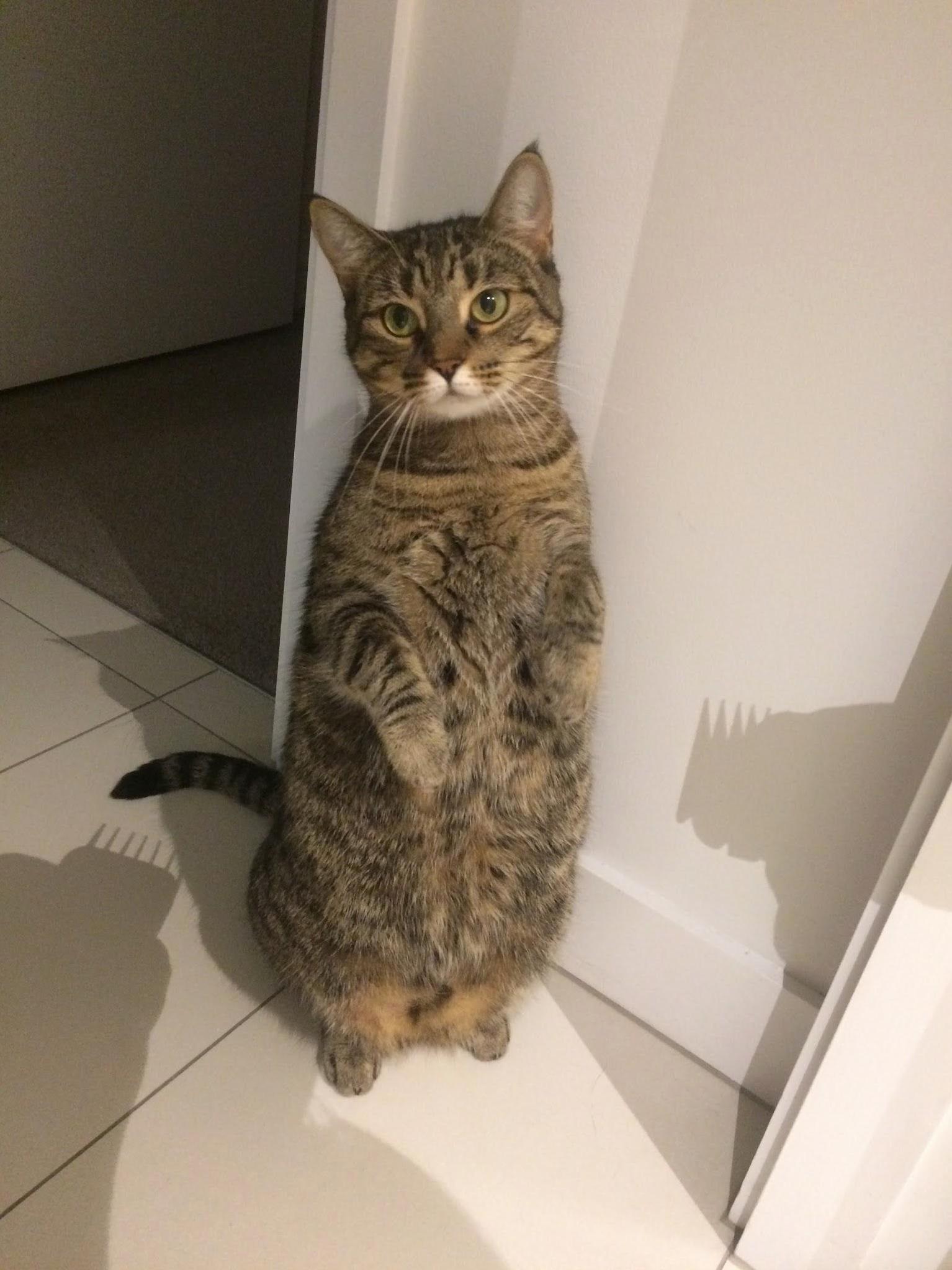 This Is Peca. She Doesnt Like Hair Clippers.