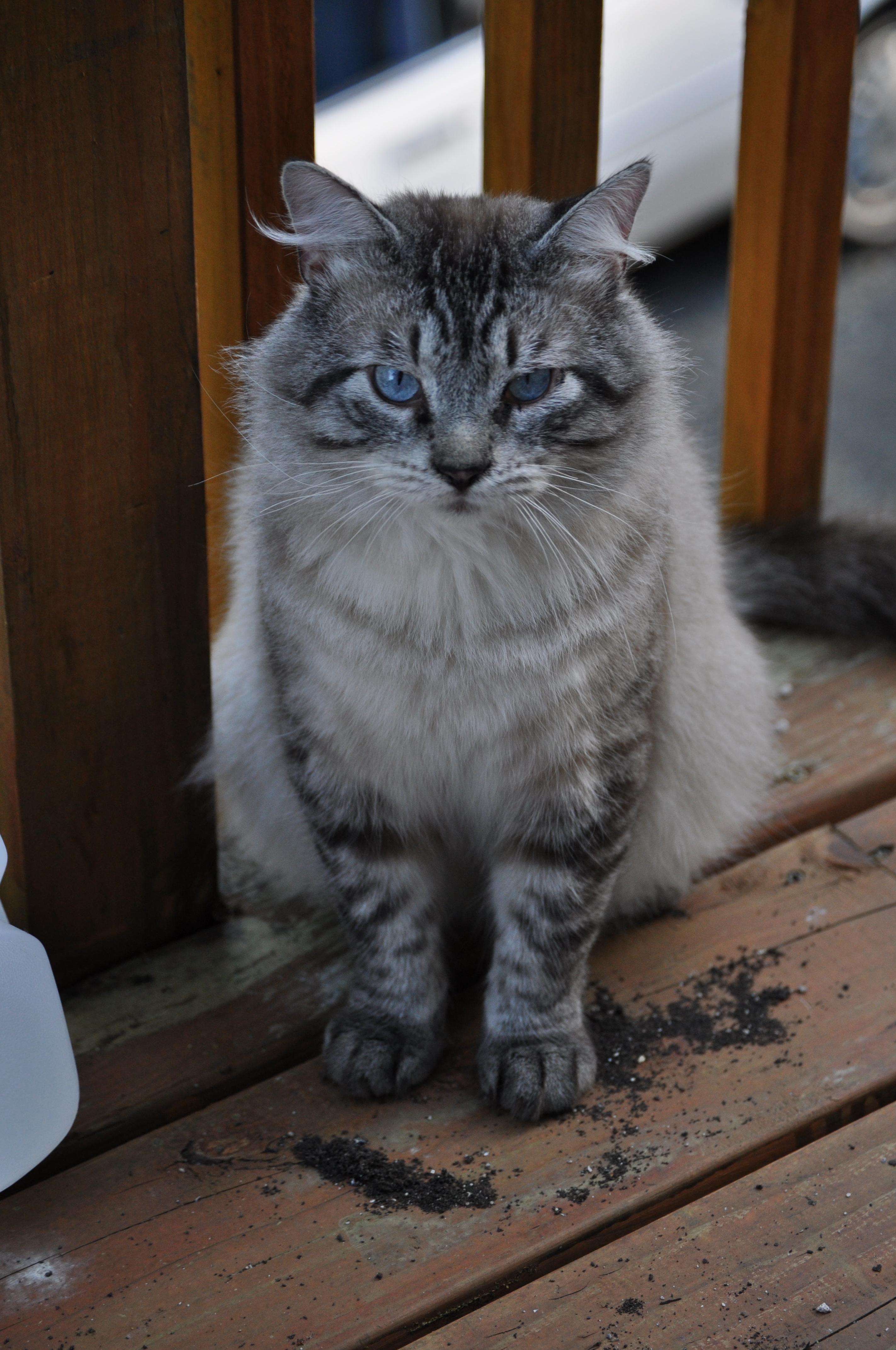 This Is Scruffy Being Photogenic Against His Will.