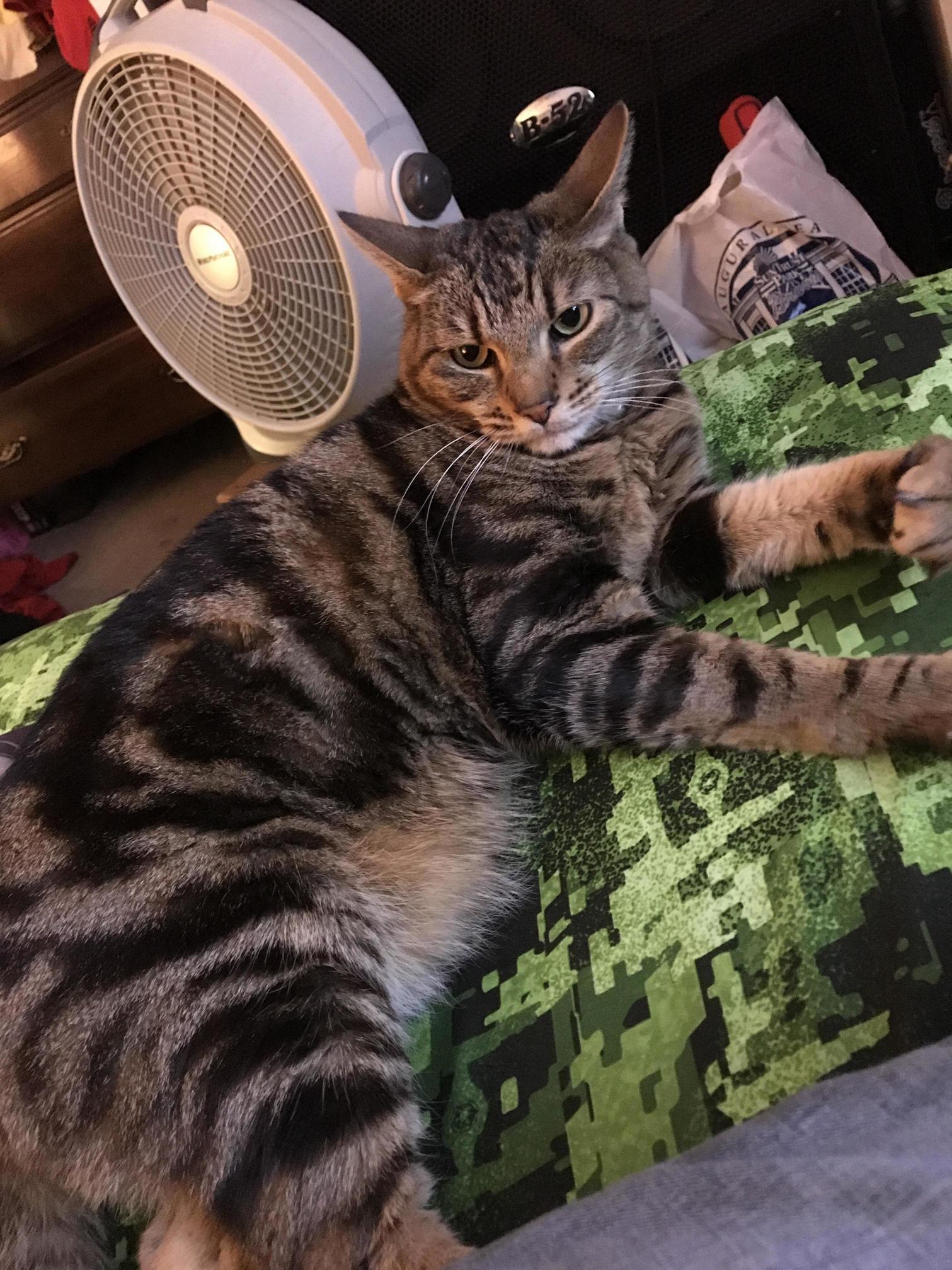 This Is Toby. Toby Is an Asshole. Thats Why We Love Him.