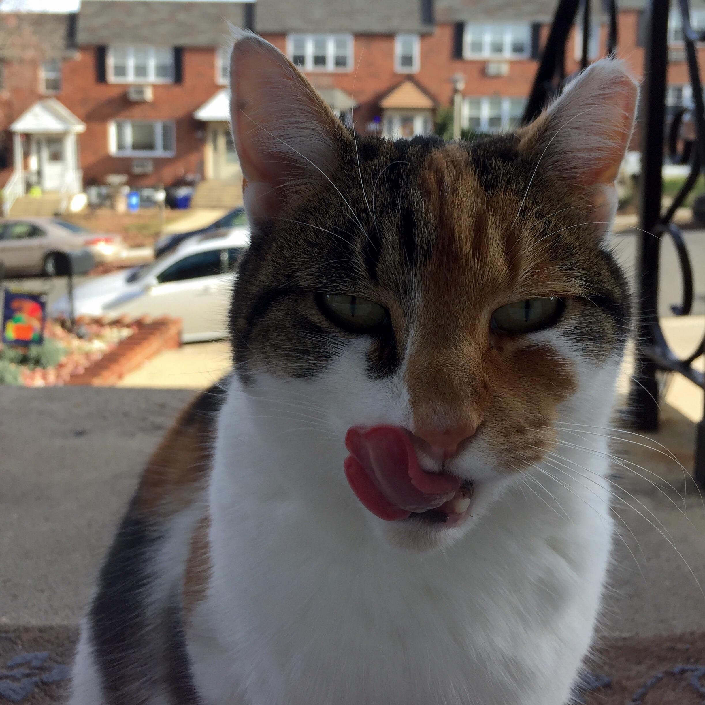 This No-nonsense Feral Dudette Adopted My Family. Meet Sally the Alley Cat.