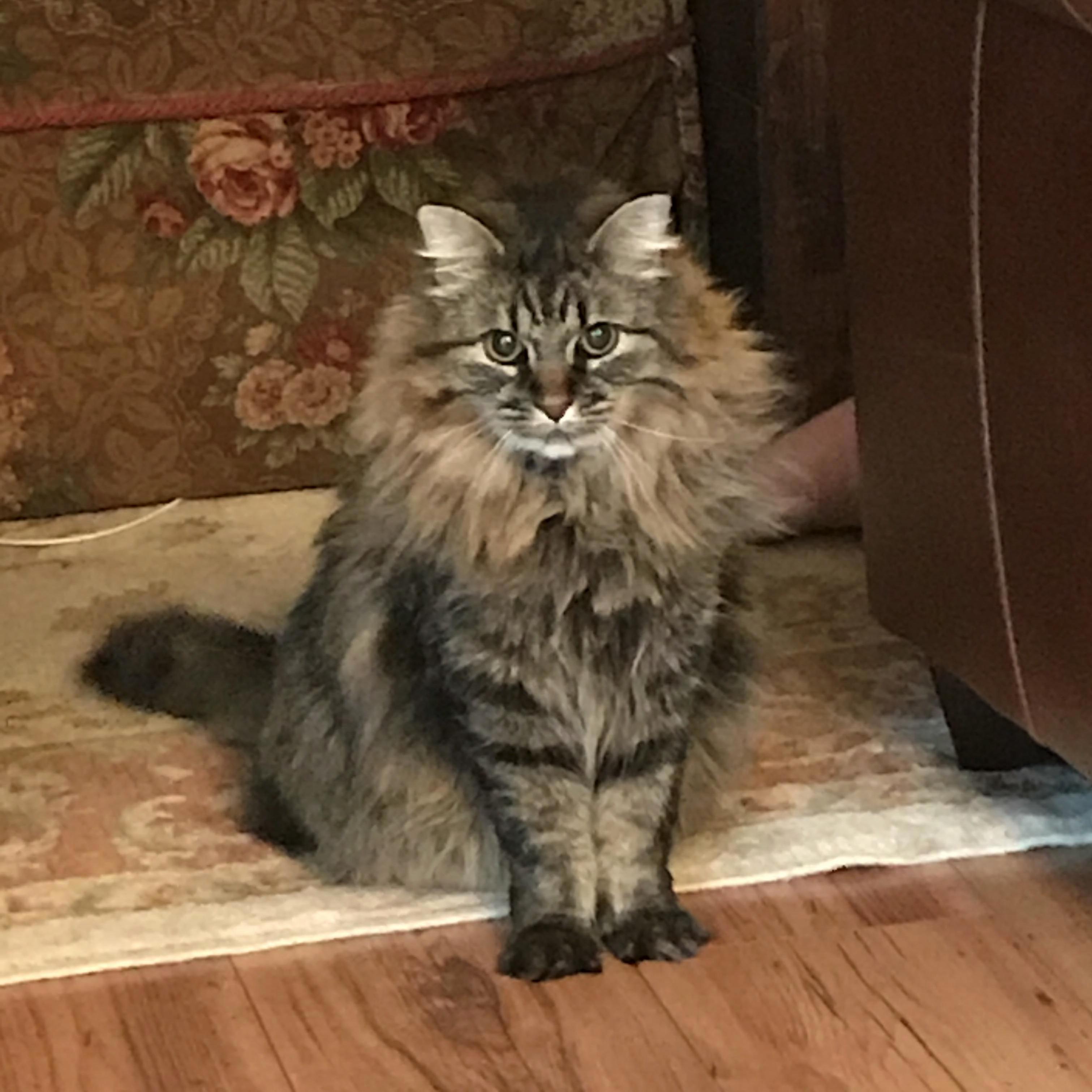 Thors Mane Is Coming in Nicely