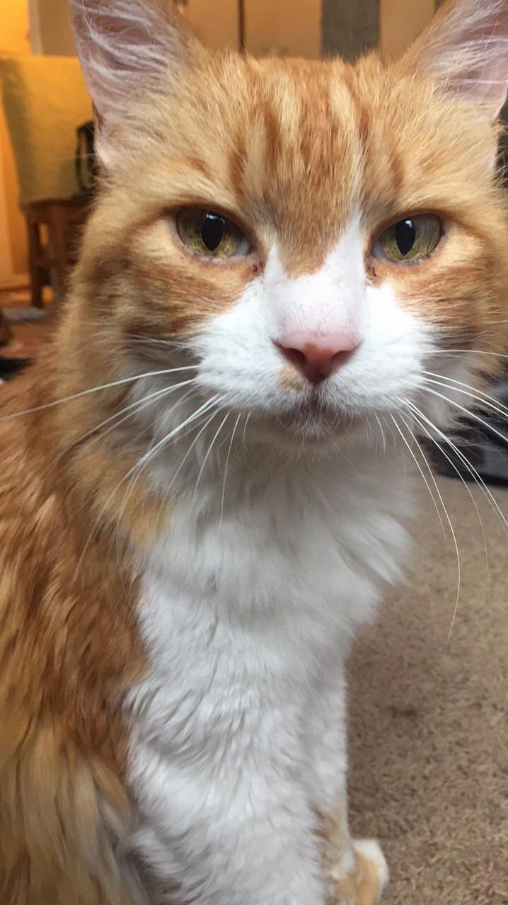 Tiger Bear