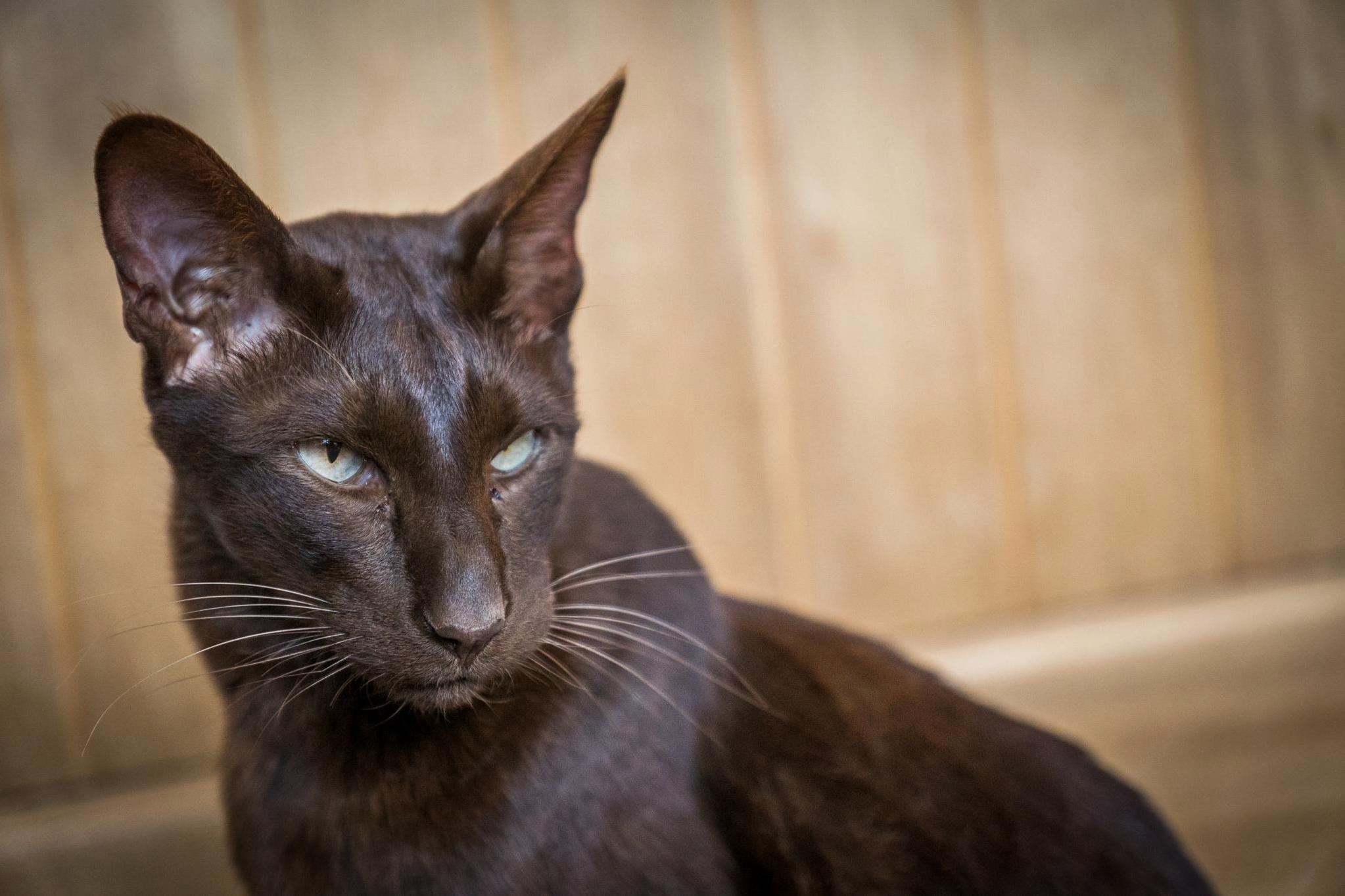 Tim. Our Beautiful Havana Brown