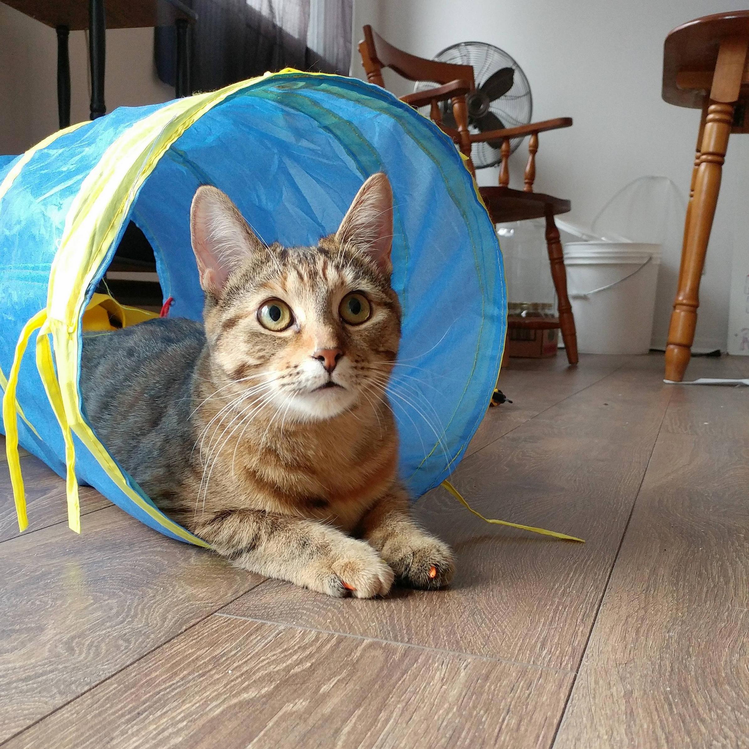 Timbit in a Tunnel