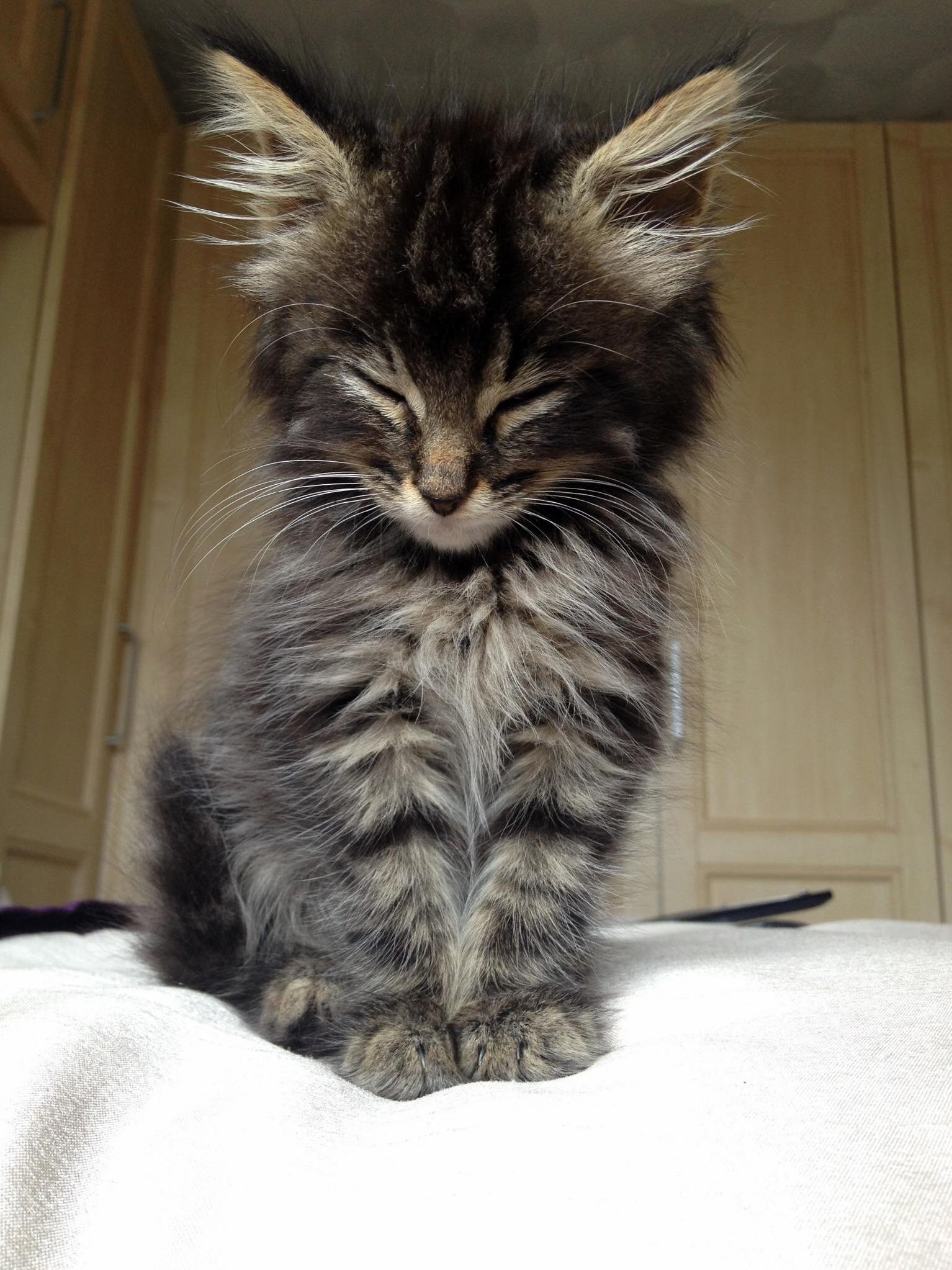 Tired Fluffy Kitten.