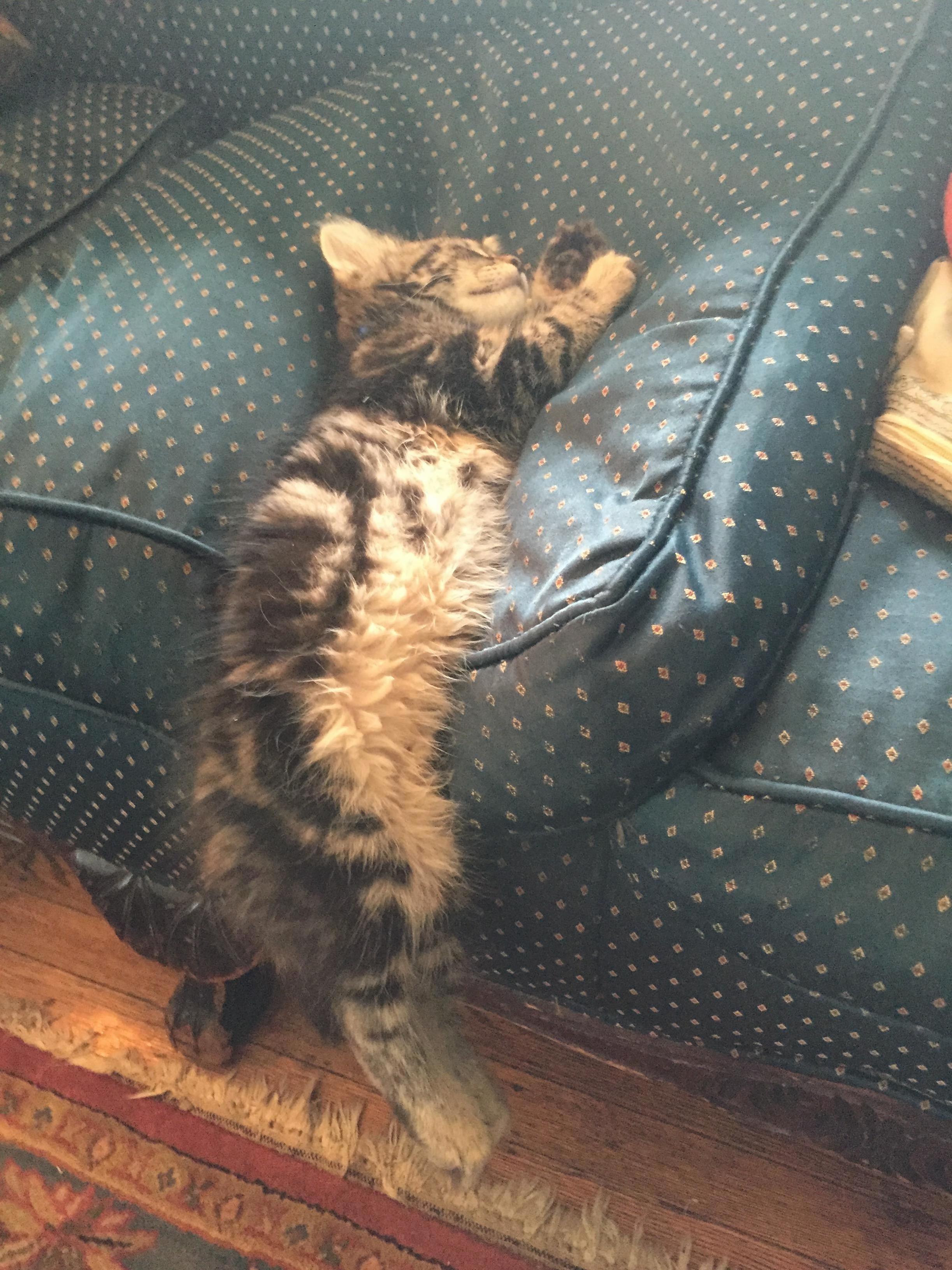Titus Has Been Known to Choose Unconventional Positions in Which to Nap