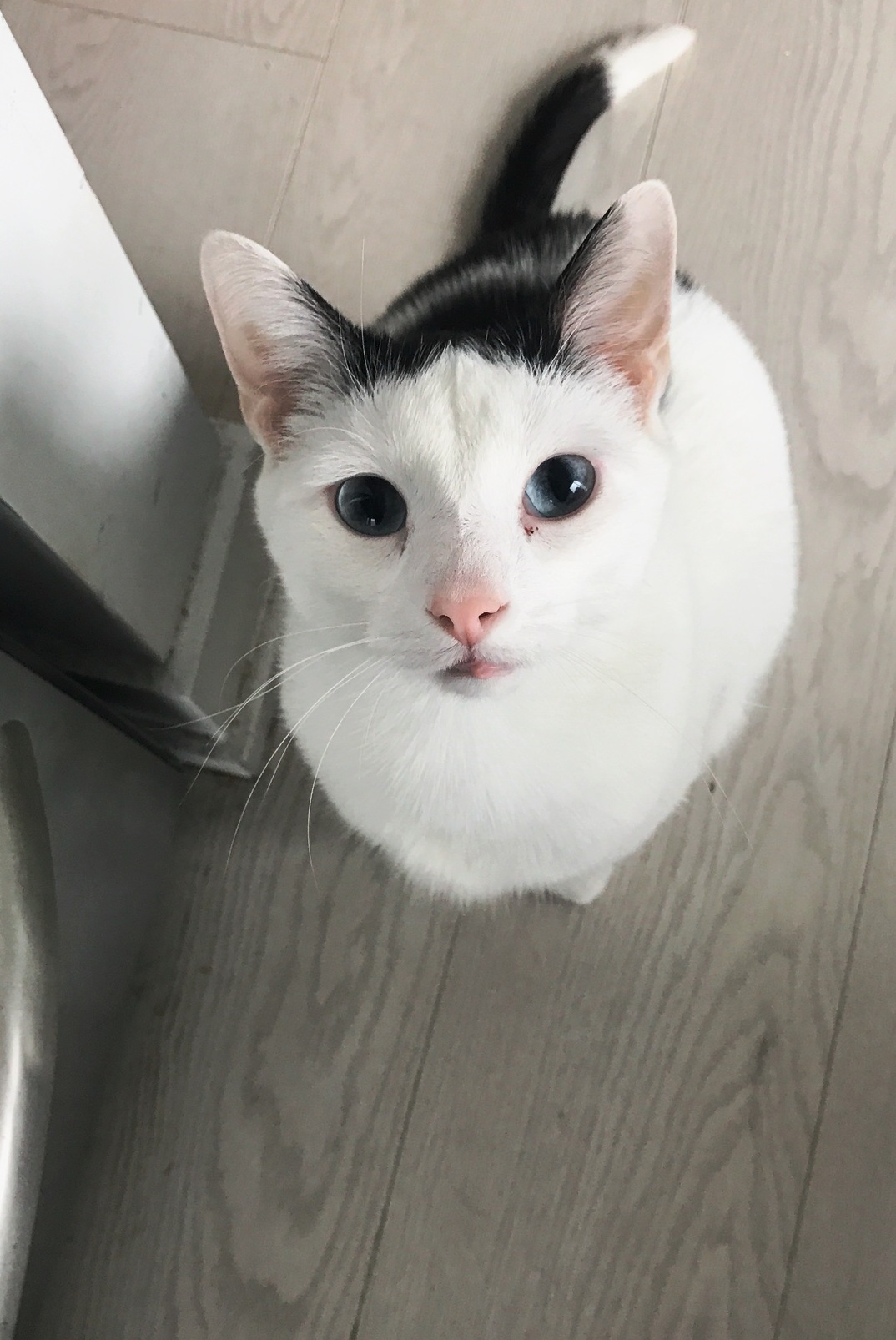 Today Apollo Is a Birthday Kitten Hes 3